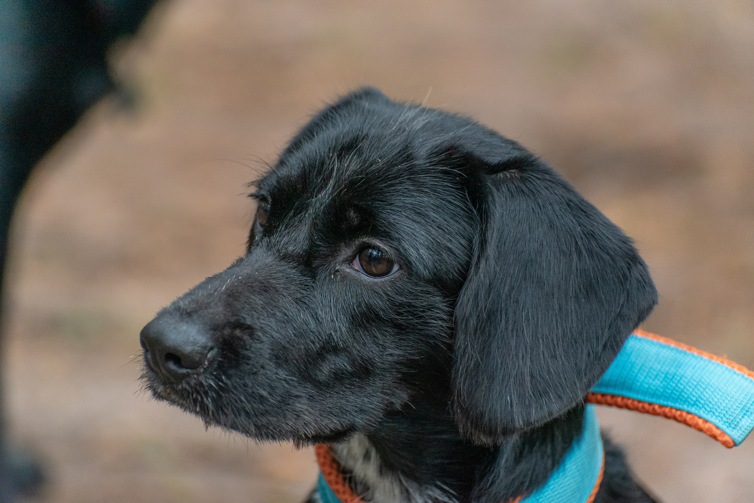 Хвостатые каникулы Детский кинологический лагерь. Фотограф Макс Огурцов в Нижнем Новгороде