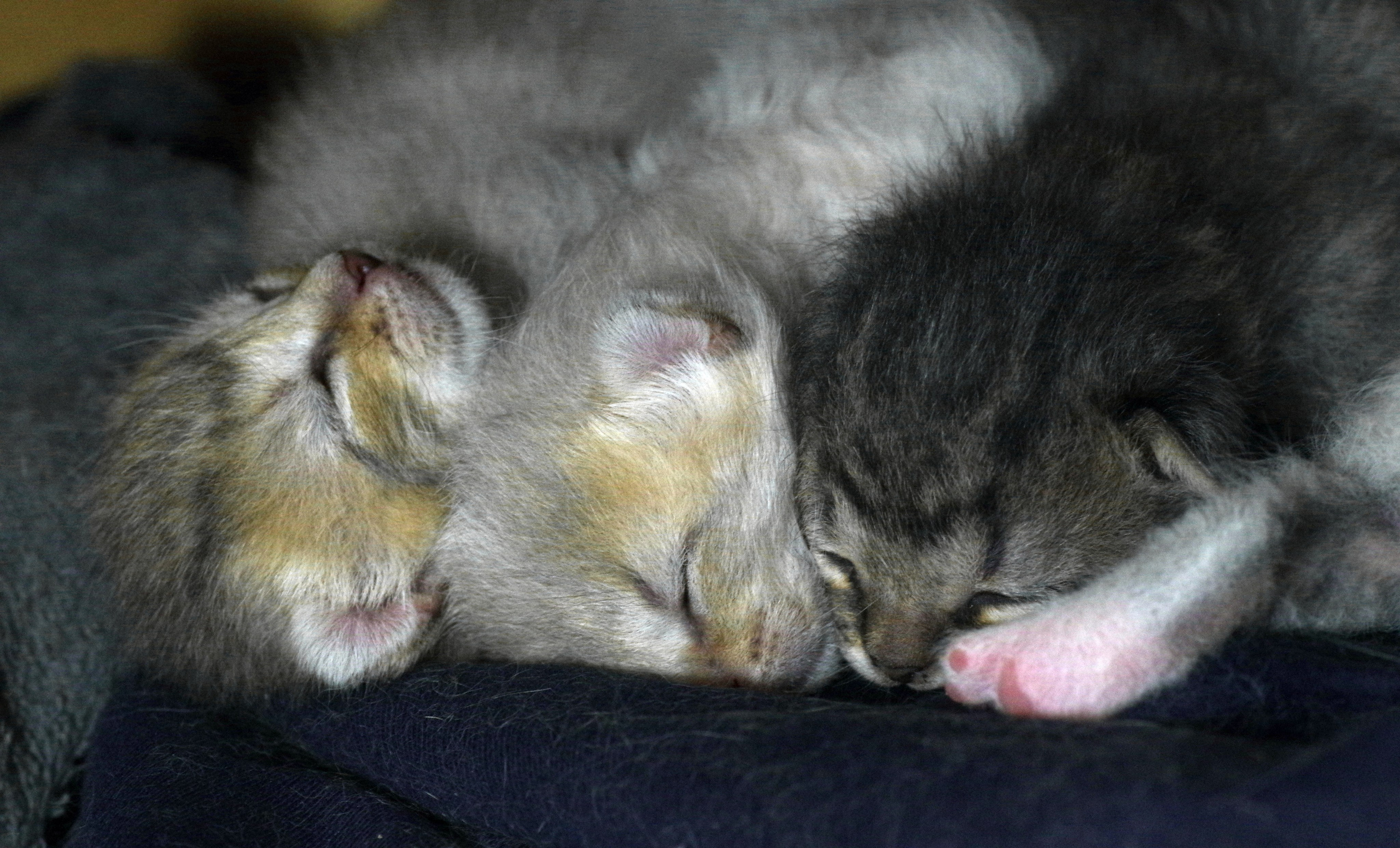 Котятам 9 дней. Вадим Шейдин