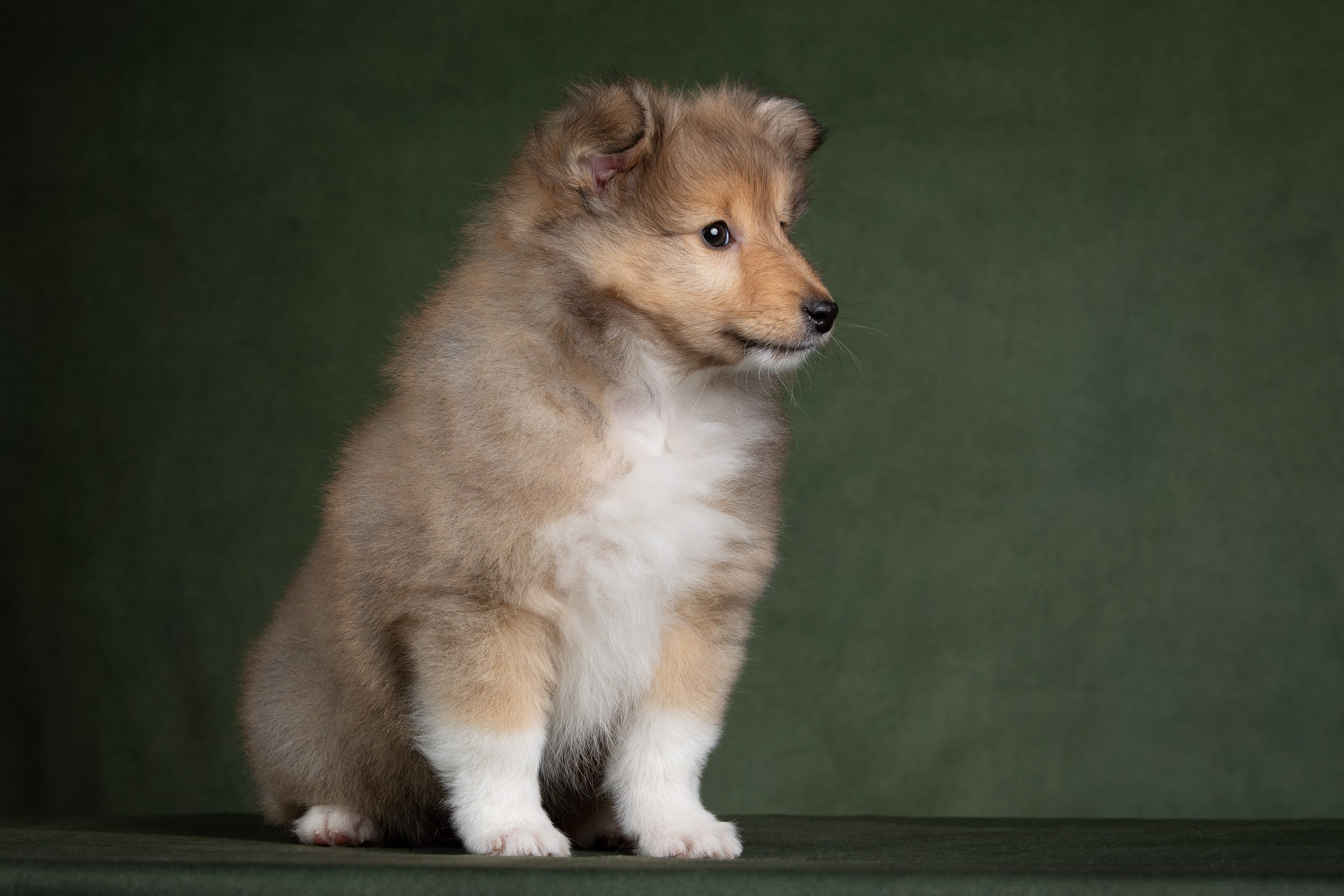 Помет щенков в 2 месяца. Фотограф-анималист в Москве и Московской области Татьяна Фролова