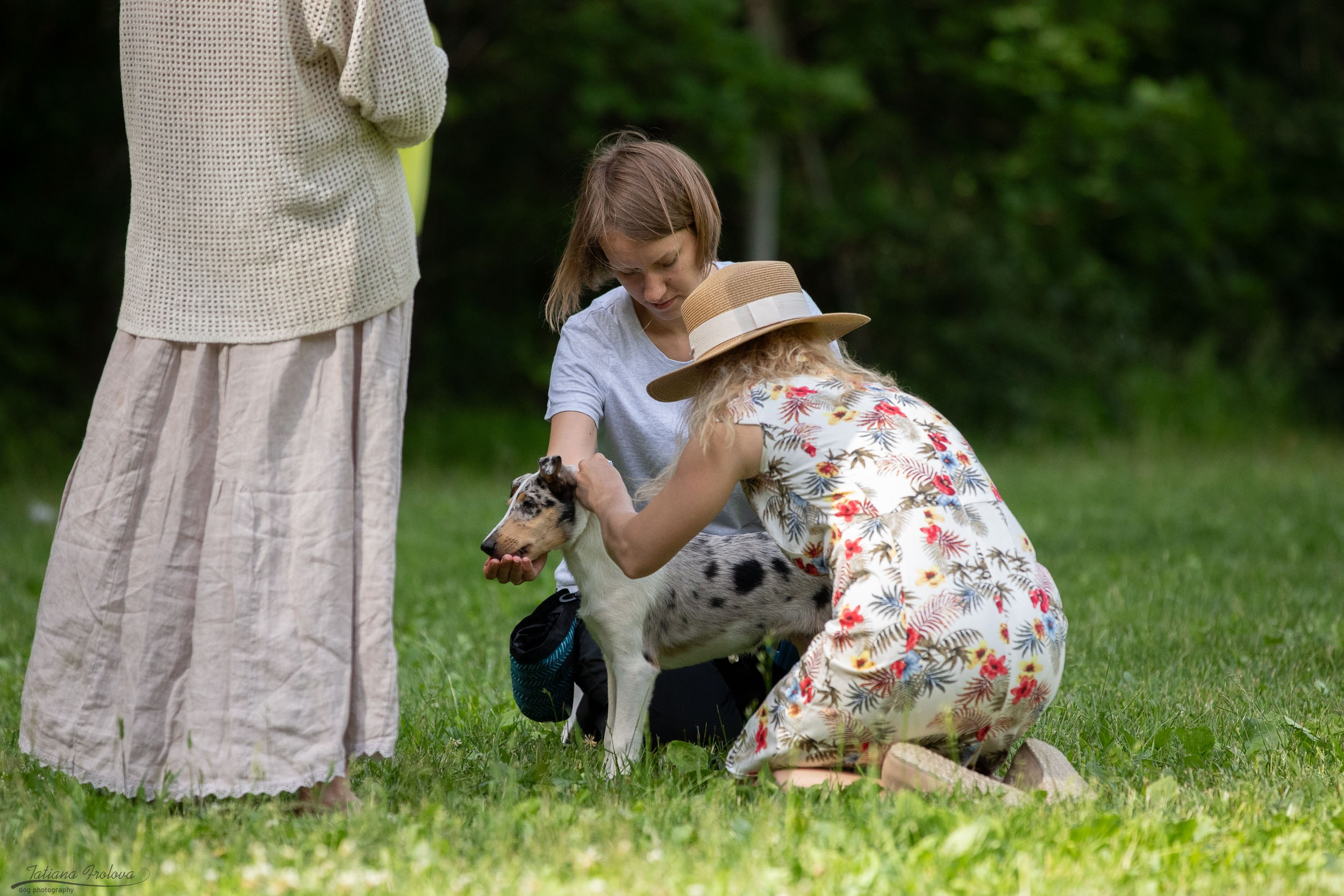 Репортаж с выводки молодняка колли/шелти в Ясенево. Фотограф-анималист в Москве и Московской области Татьяна Фролова