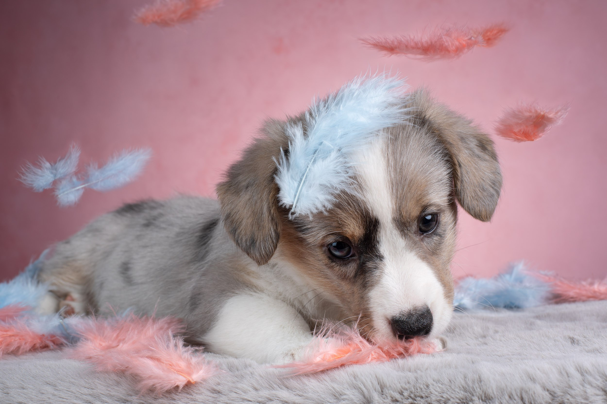 Съемка щенков на розовом фоне. Фотограф-анималист в Москве и Московской области Татьяна Фролова