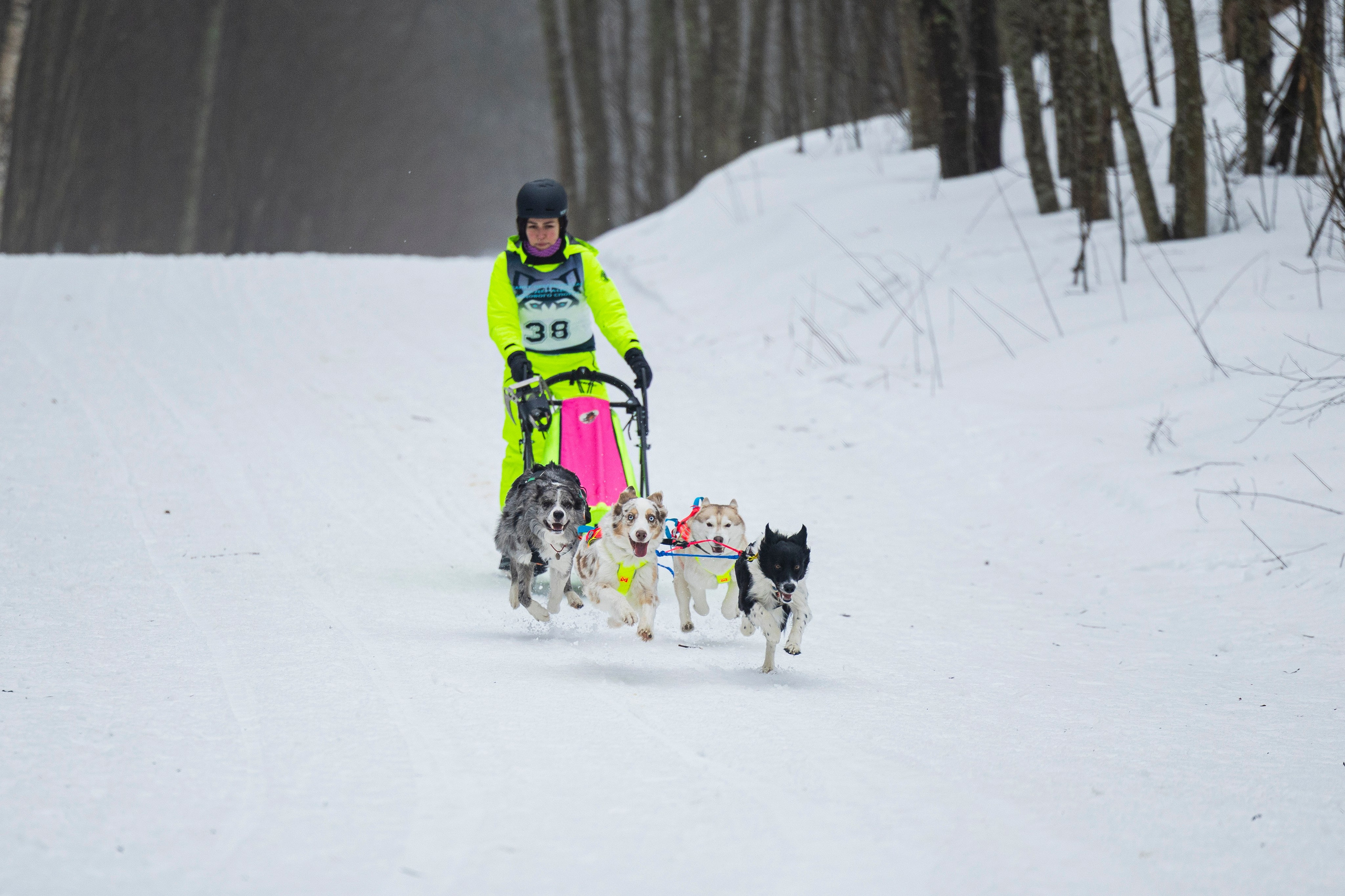 Зимний Чемпионат Санкт-Петербурга по ездовому спорту. Фотограф-анималист Анна Маринич