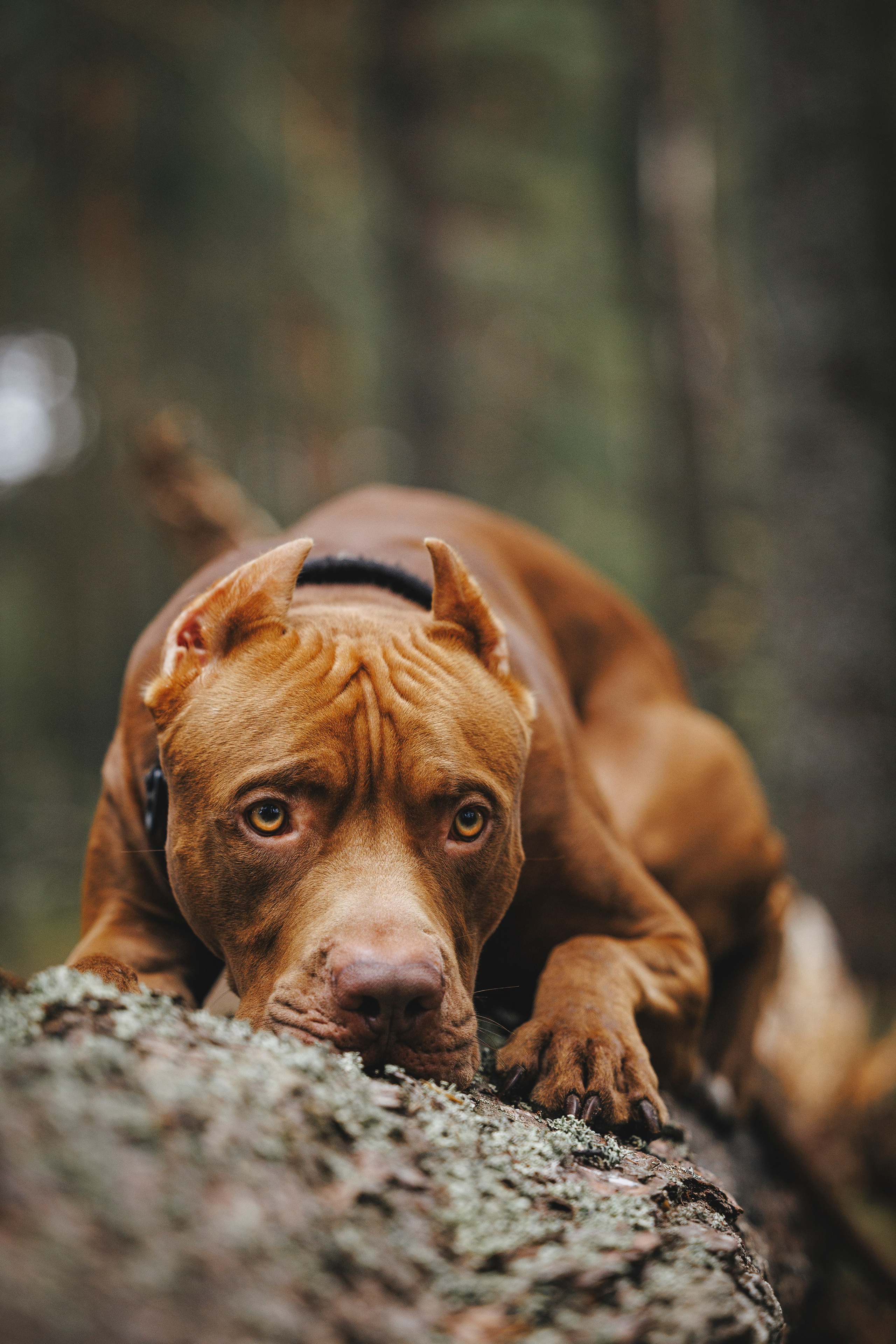 Яна и Энди. Фотограф-анималист Анна Маринич