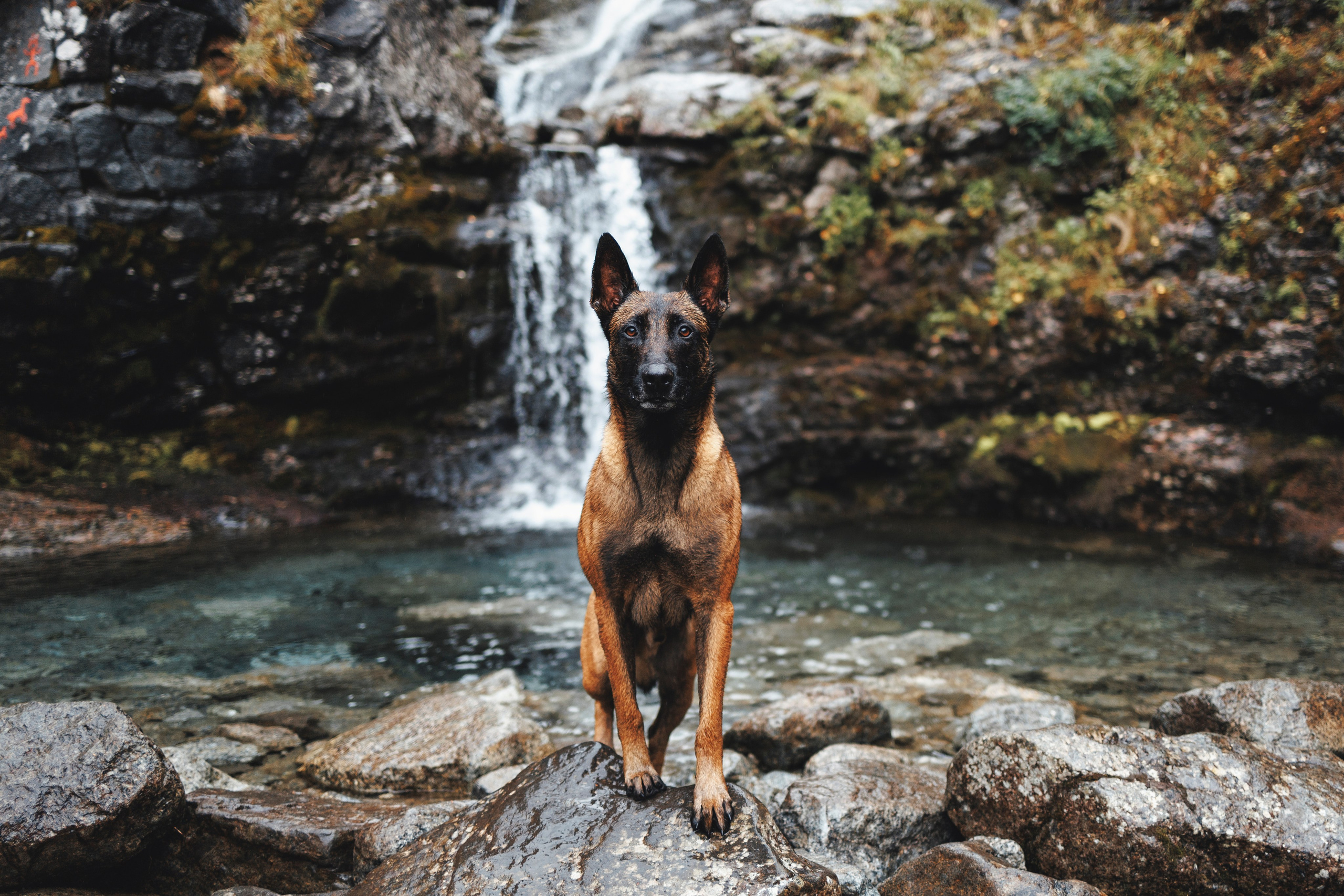 Водопад. Фотограф-анималист Анна Маринич