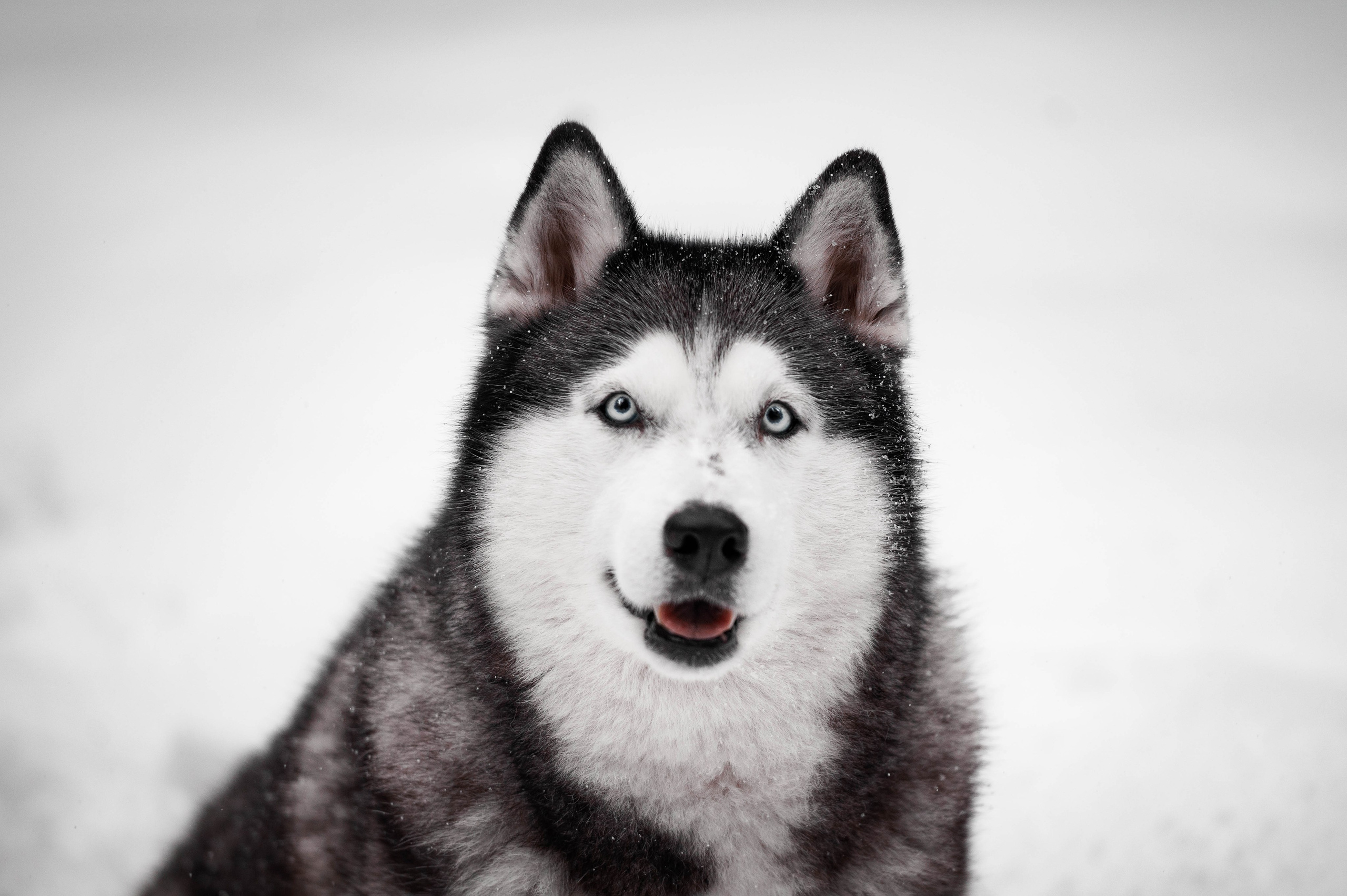 Шанель. Фотограф-анималист