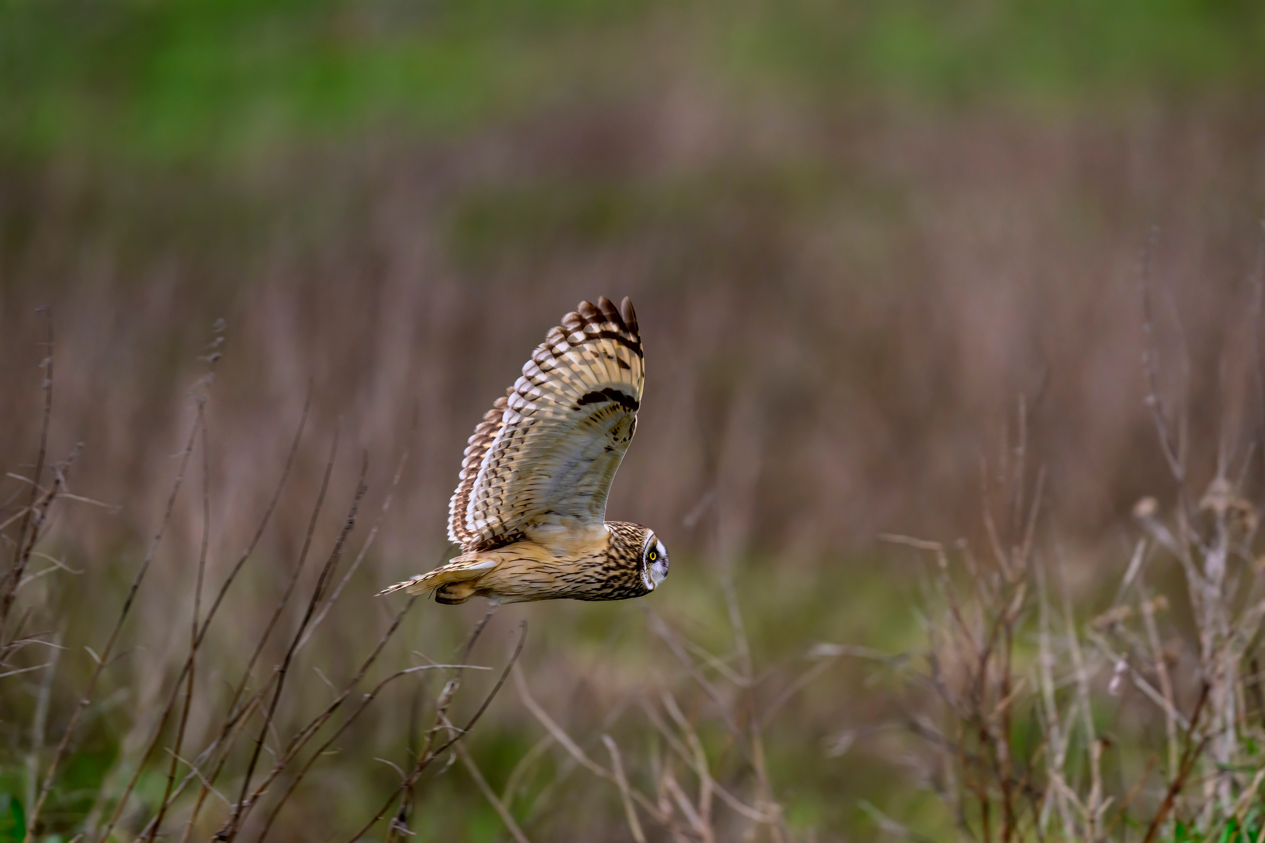 Охота болотных сов. Wildlife photography by Sergey Puponin