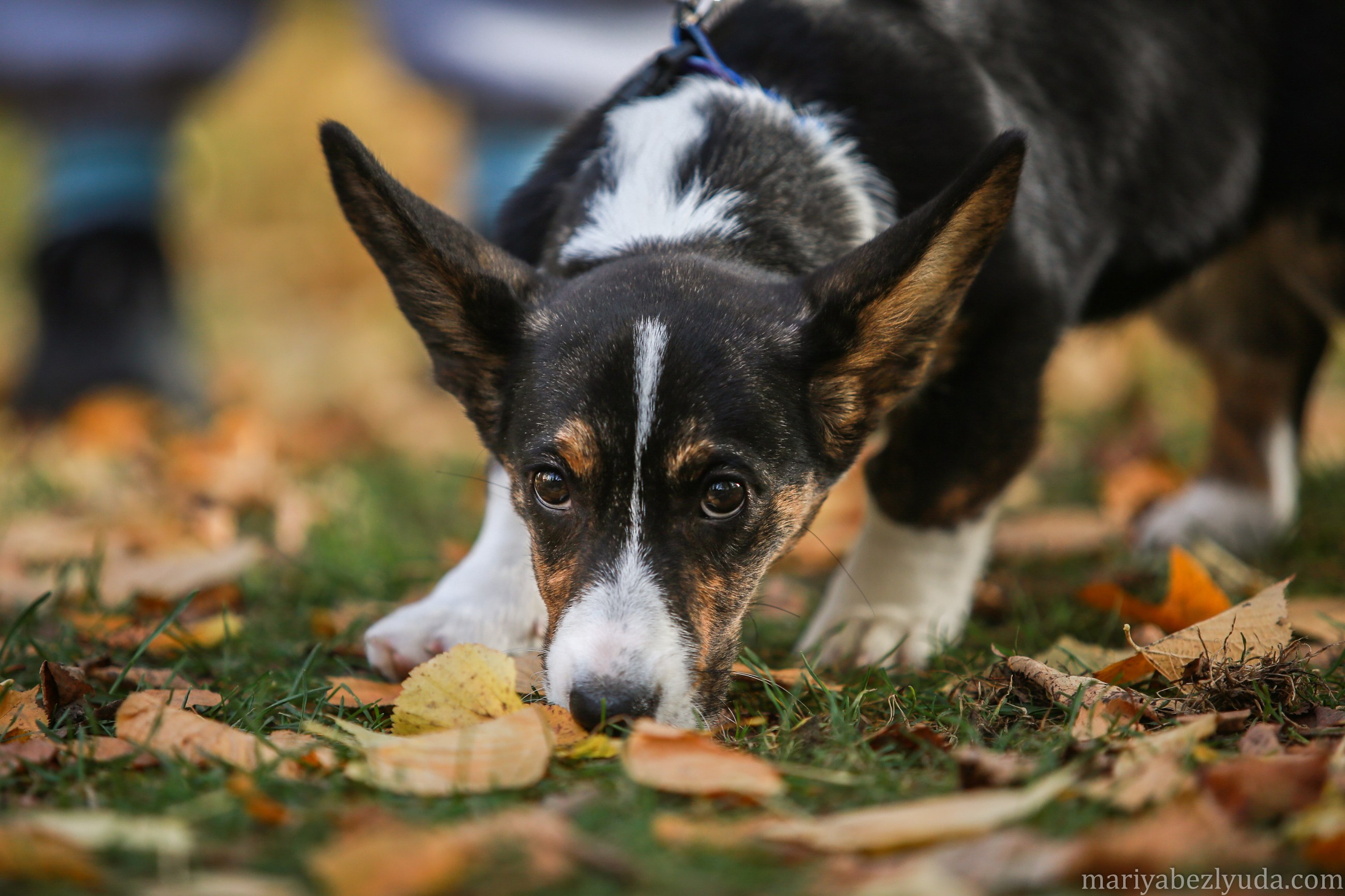 Щенки. Семейный и детский фотограф в Москве Мария Быкова