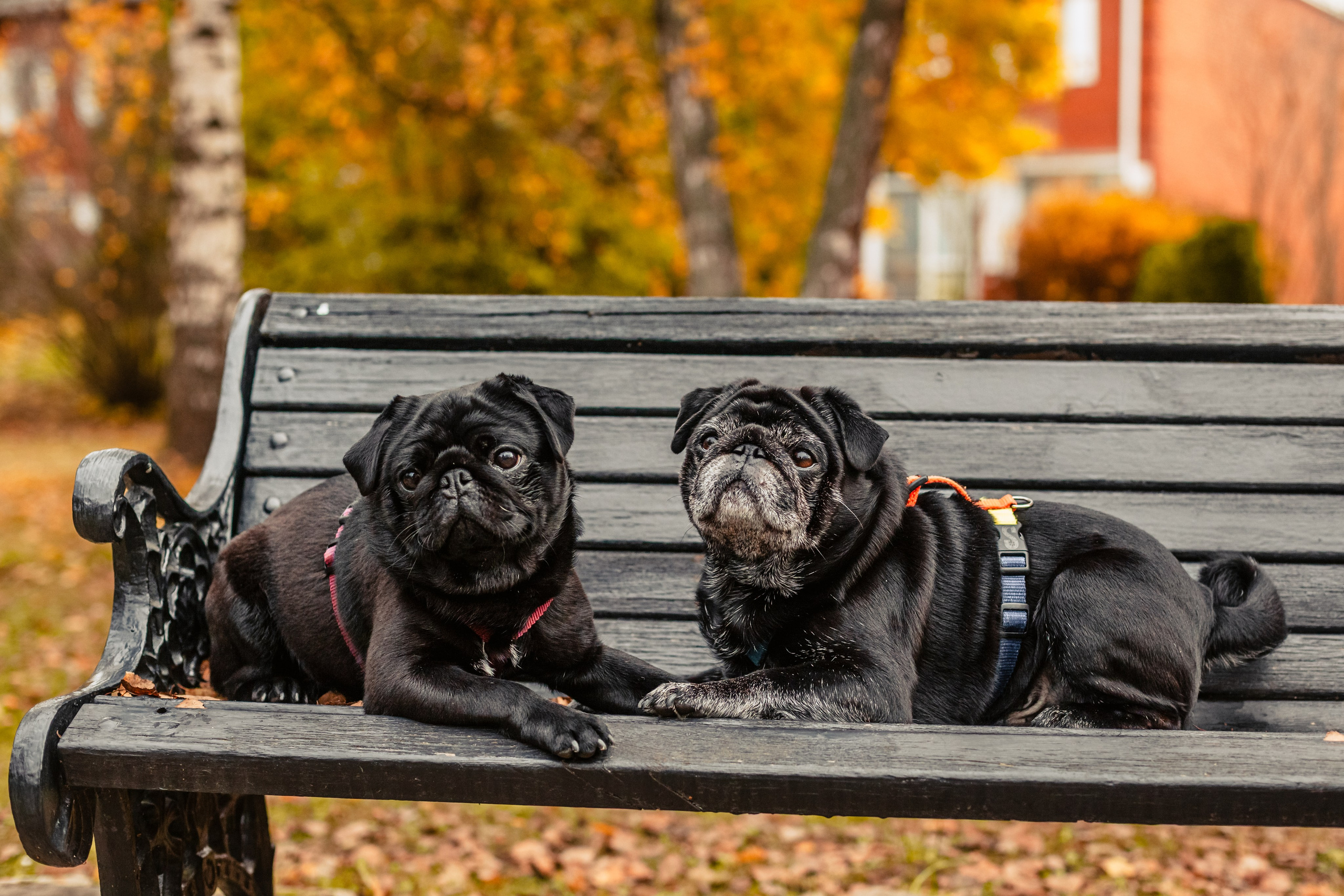 Оля, Харви, Луис. Фотограф-анималист Татьяна Степанова