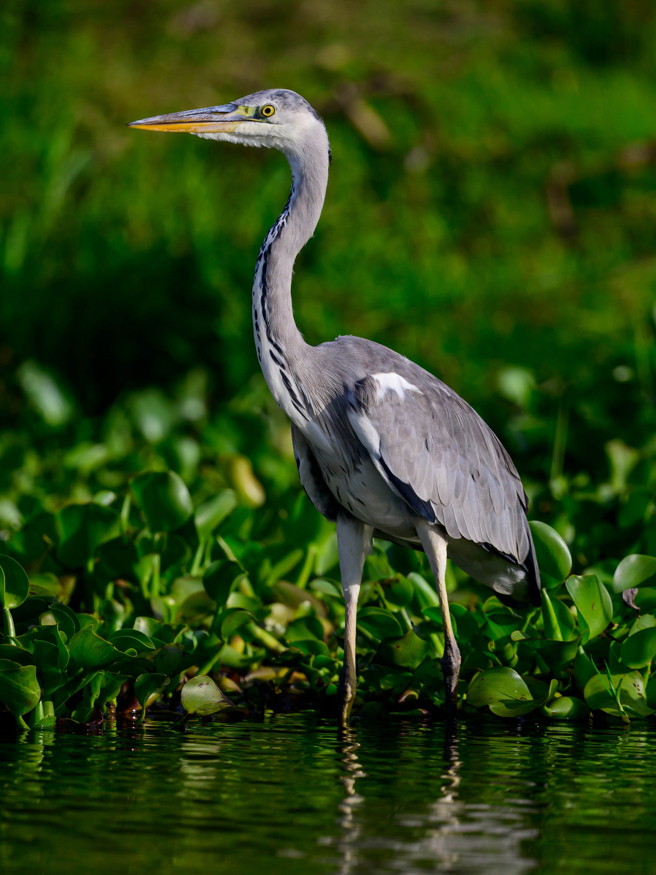 Кения. Wildlife photography by Sergey Puponin