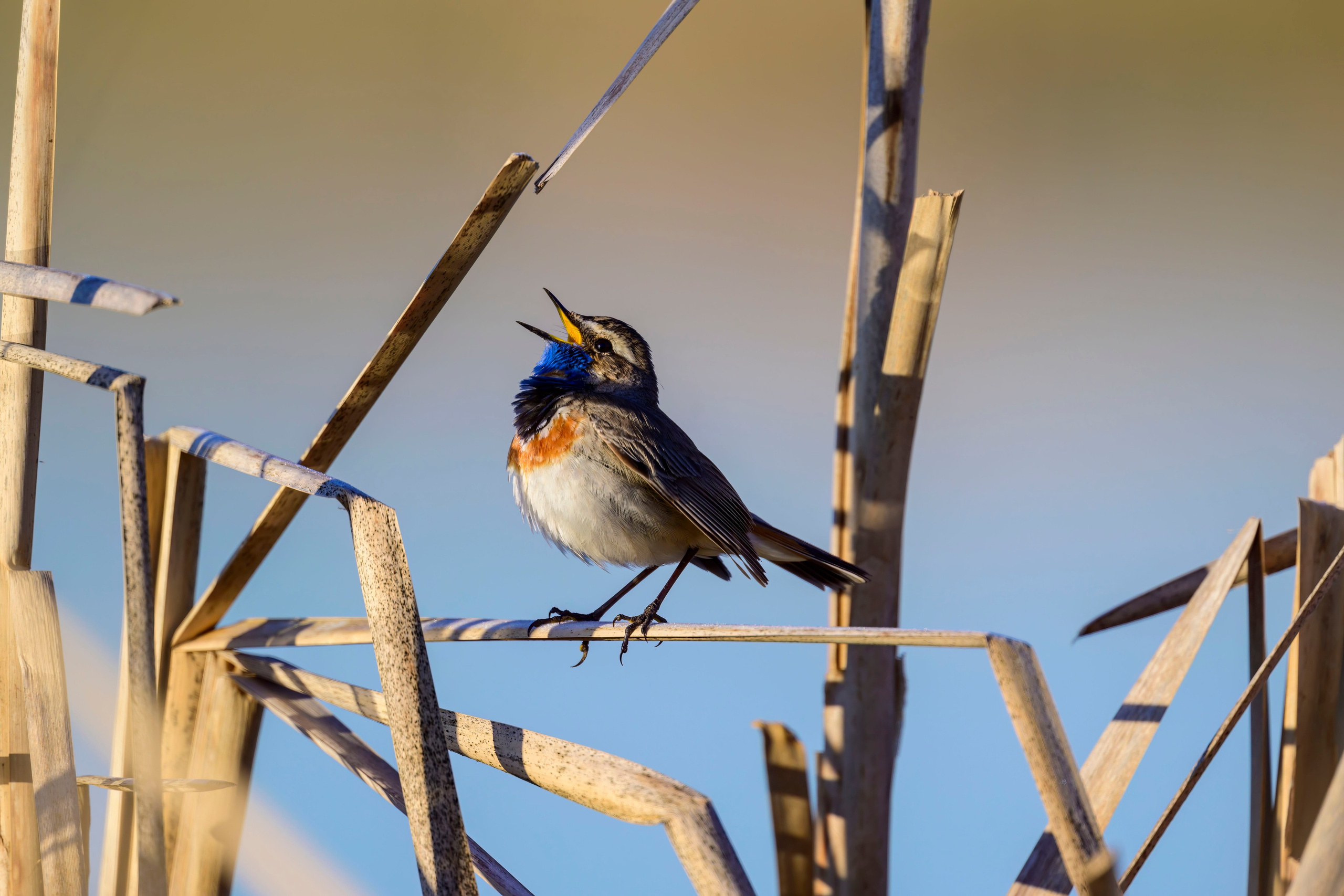Варакушка. Фотограф Сергей Пупонин