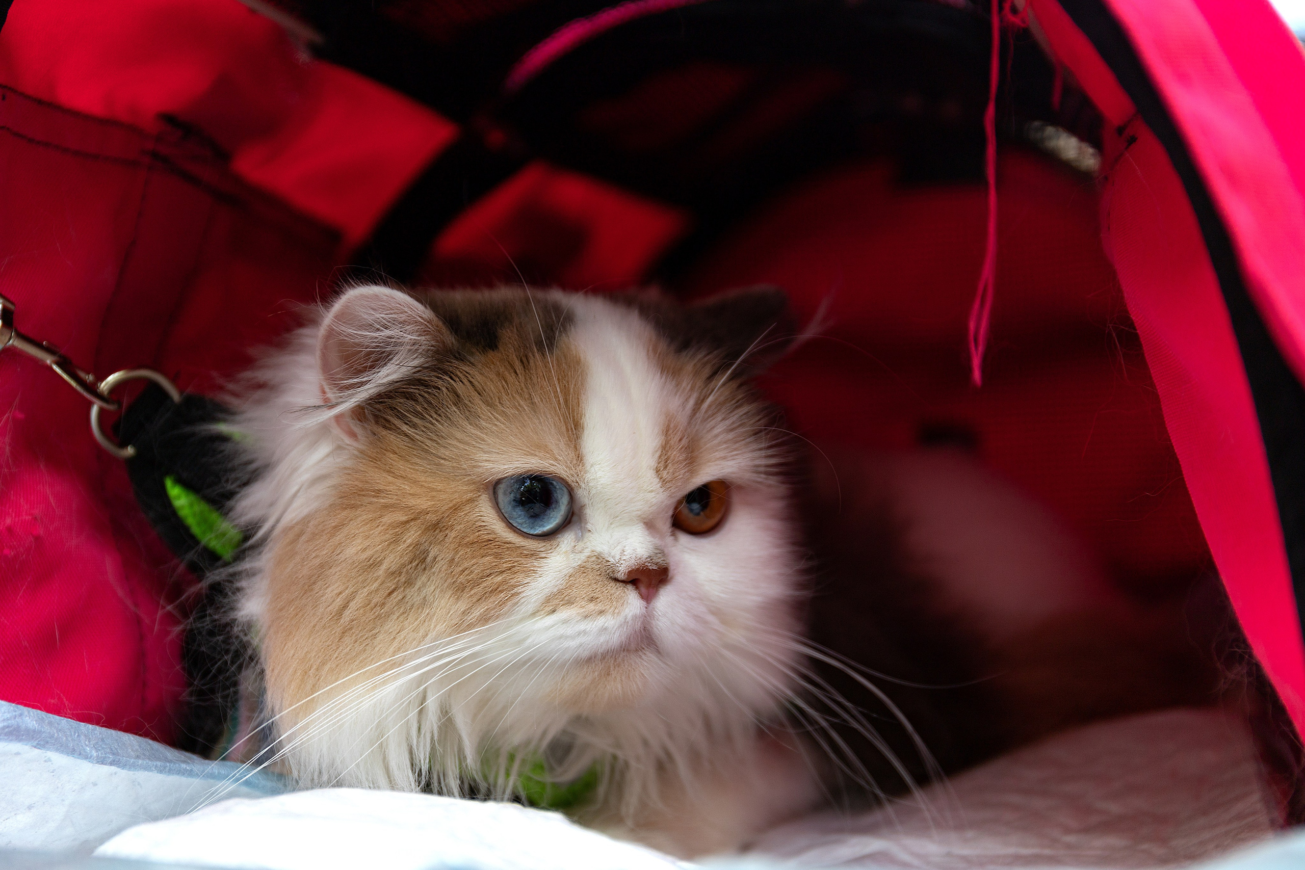 Анималистика