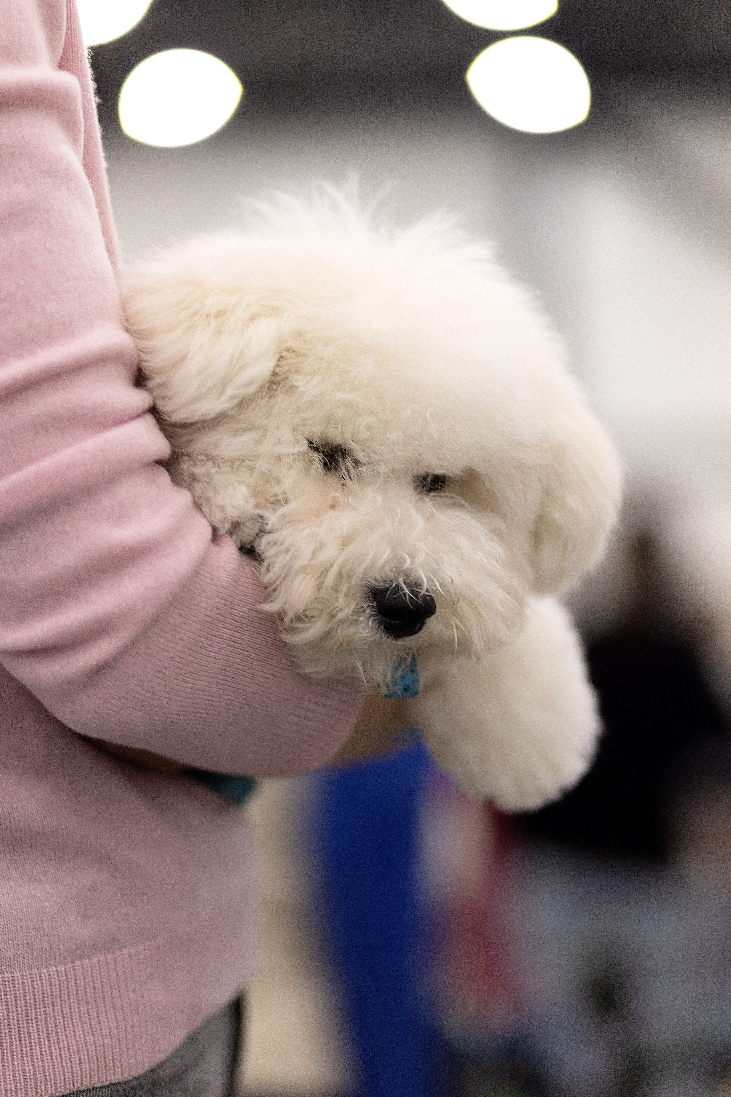 Анималистика