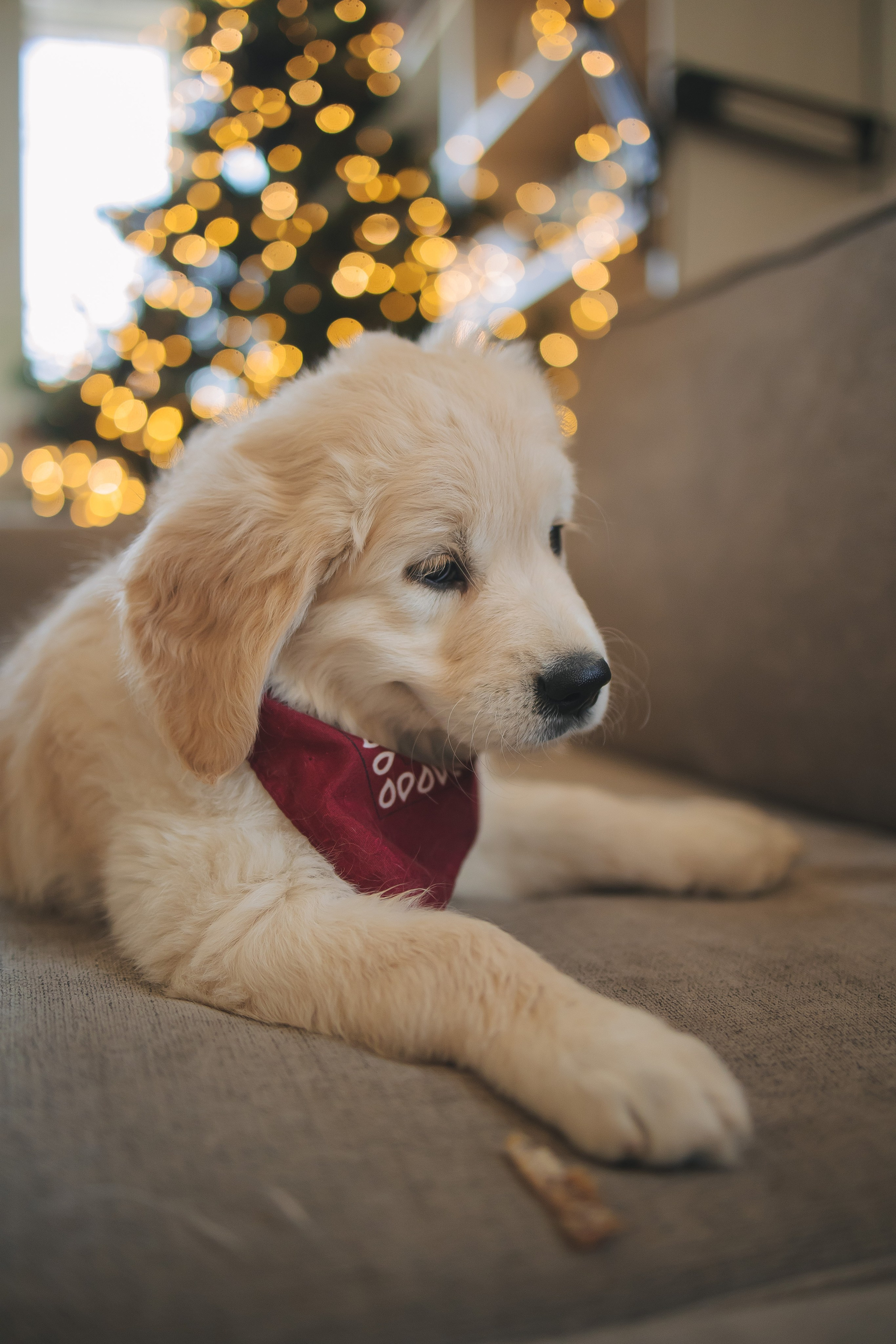 Снежик и Веста, НГ. Свадебный и женский фотограф