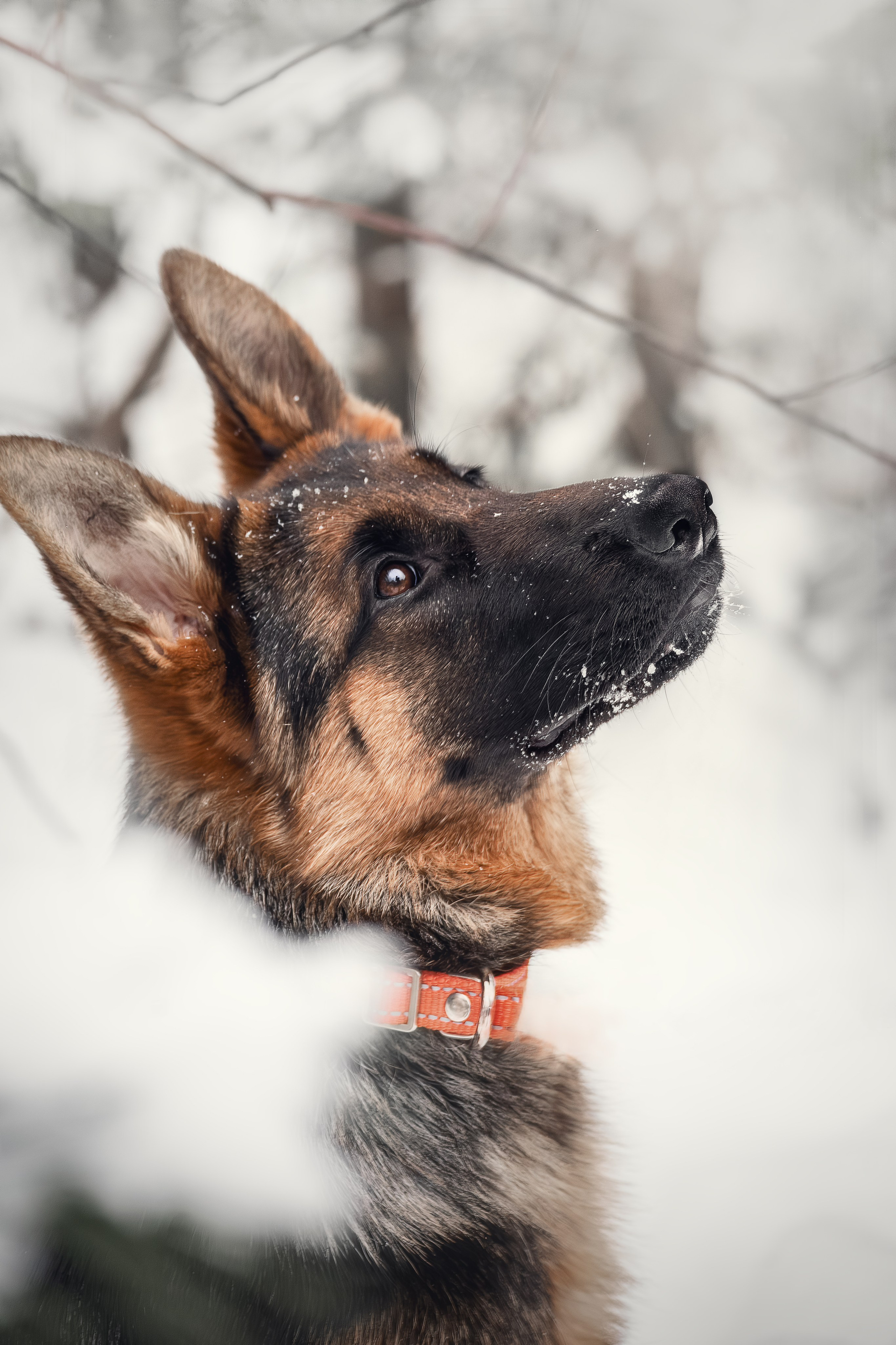 Собаки. Фотограф-анималист Нижний Новгород
