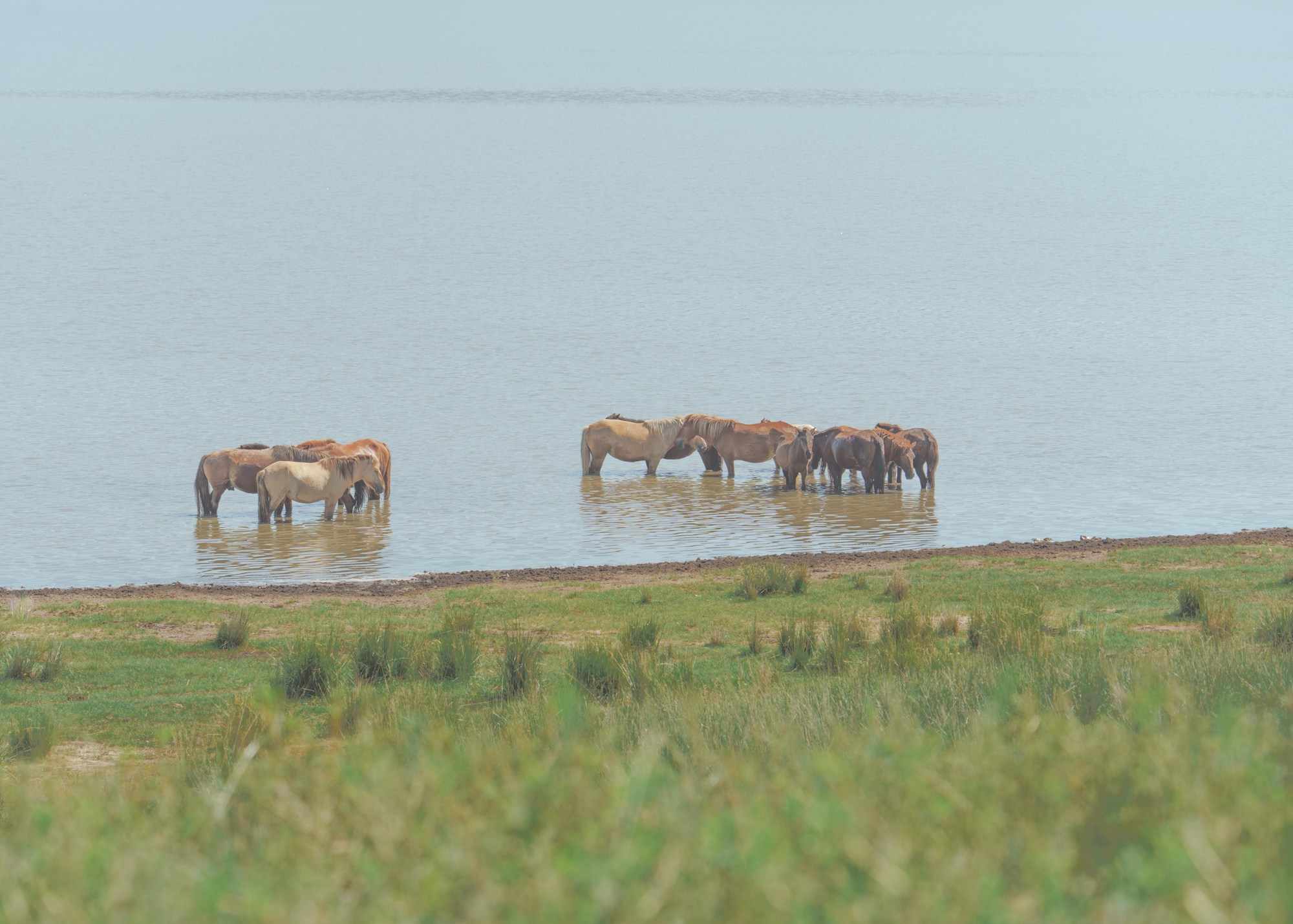 Кони в монгольских пейзажах. Эти животные являются неотъемлемой частью традиционного кочевого образа жизни в Монголии
