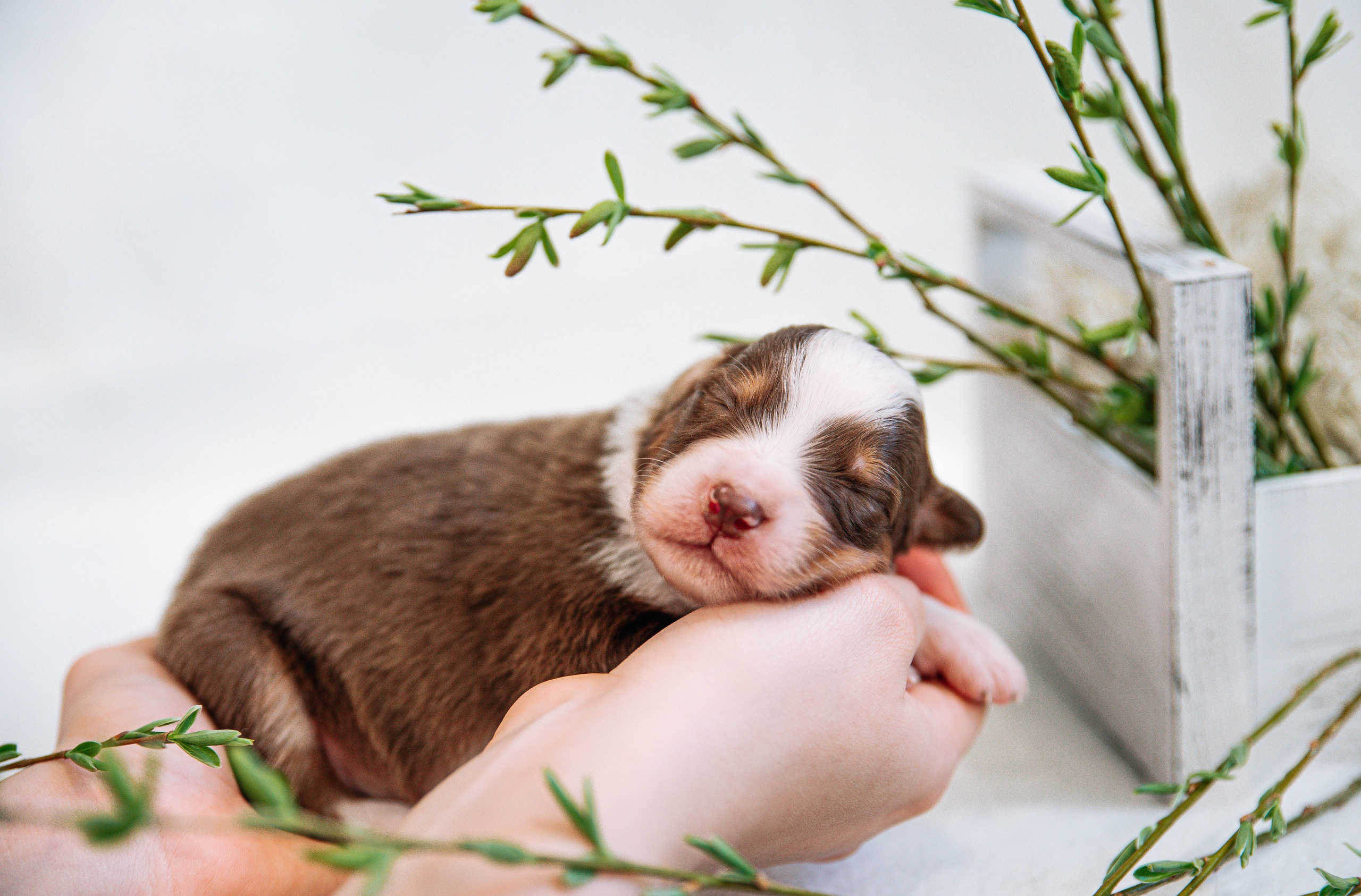 Аусси щенки нью борн. Главная