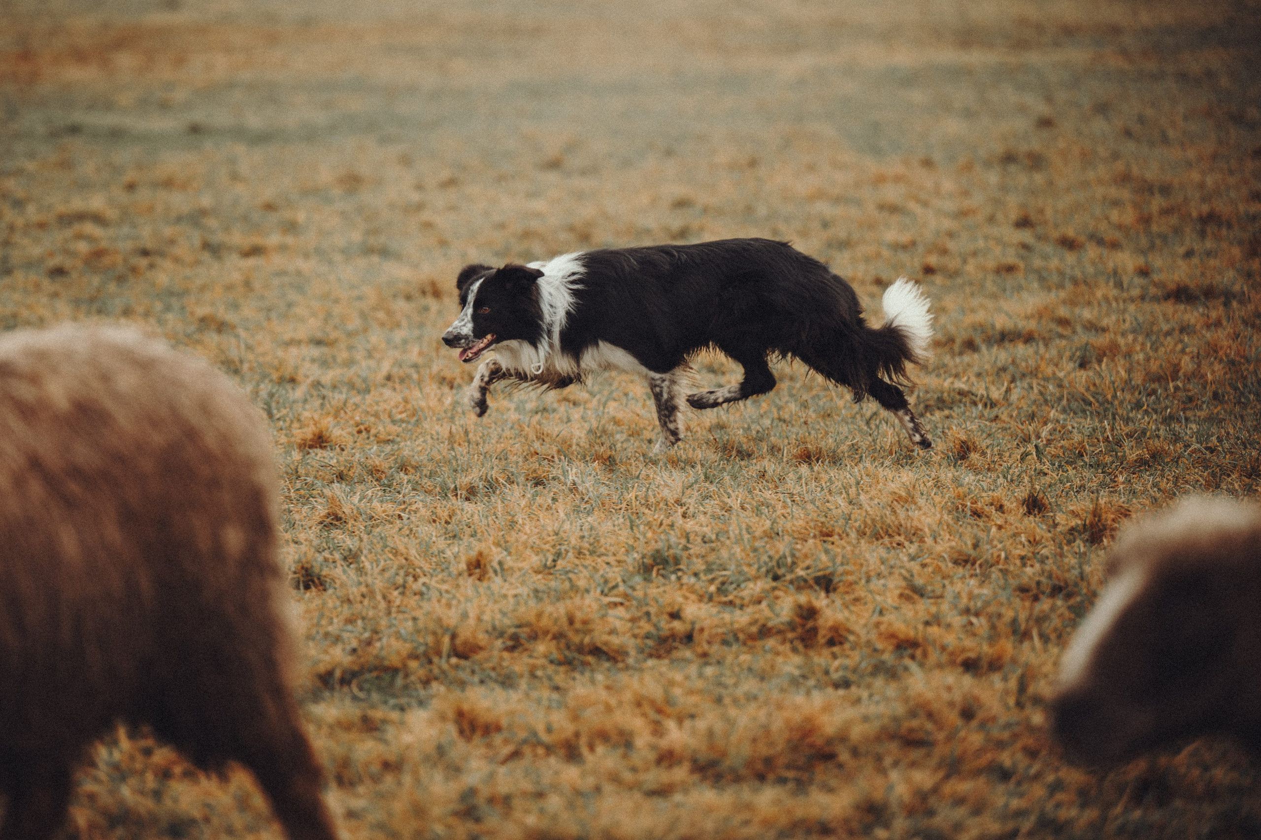Настя и Рэги на ферме. Семейный фотограф анималист Ананьева Мария — Москва