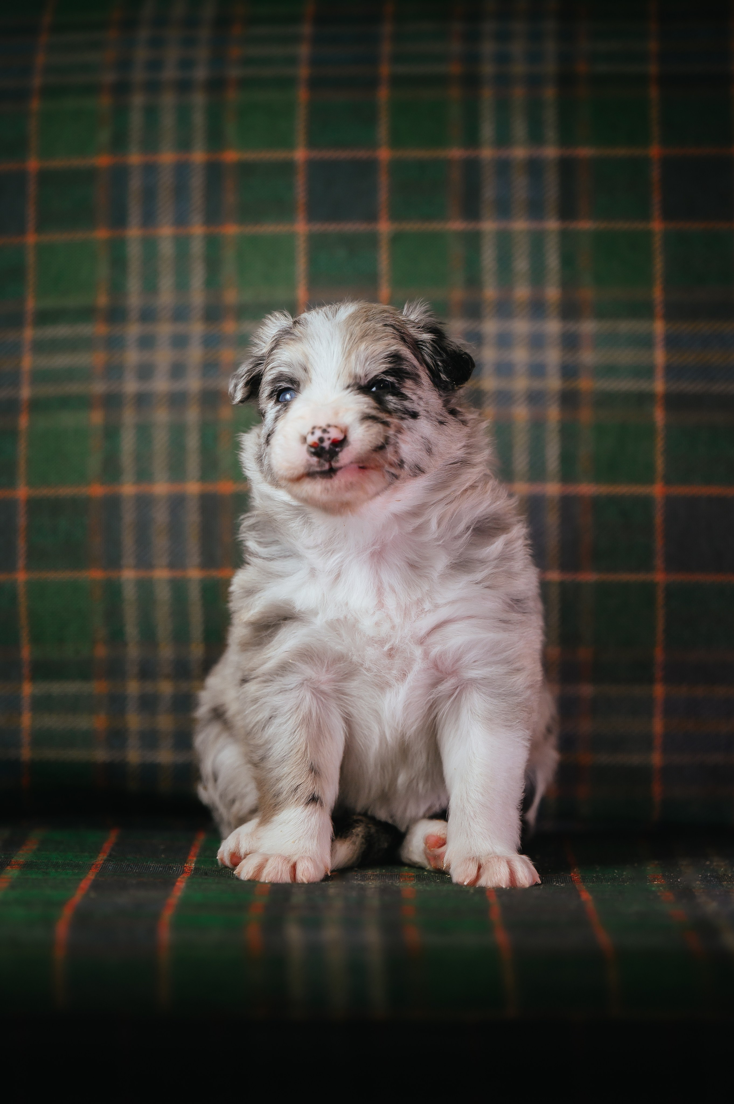 Бордер колли. Семейный фотограф анималист Ананьева Мария — Москва