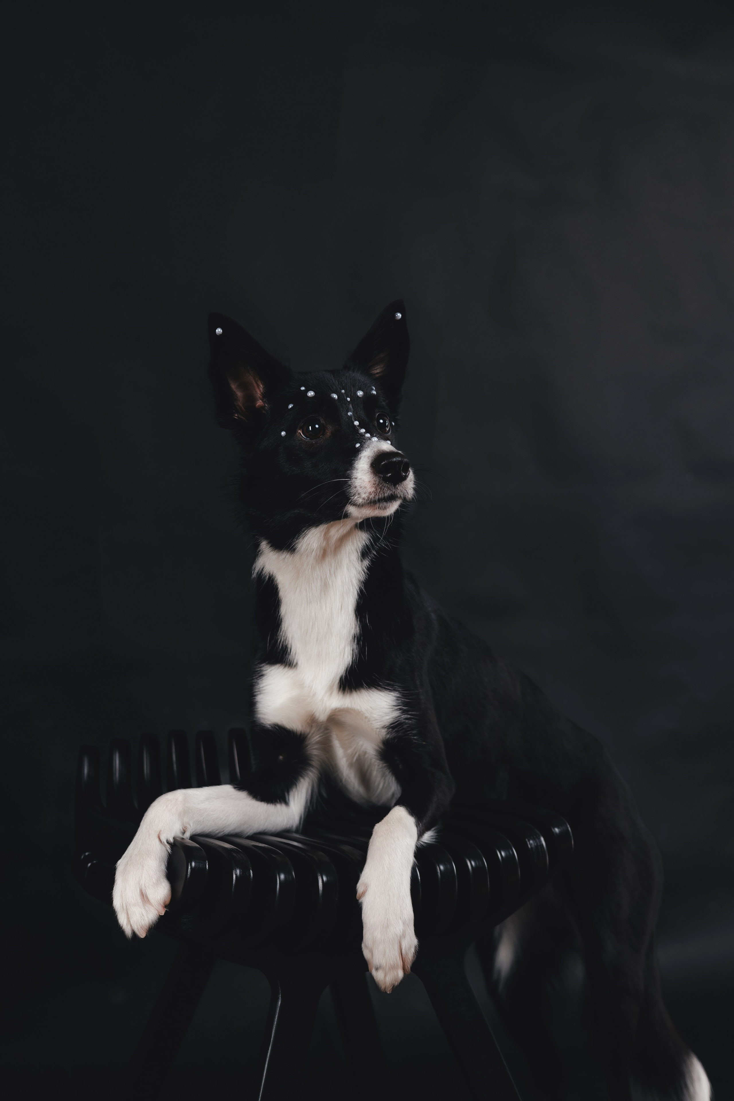 Рей в студии. Фотограф — анималист Владивосток, Алина