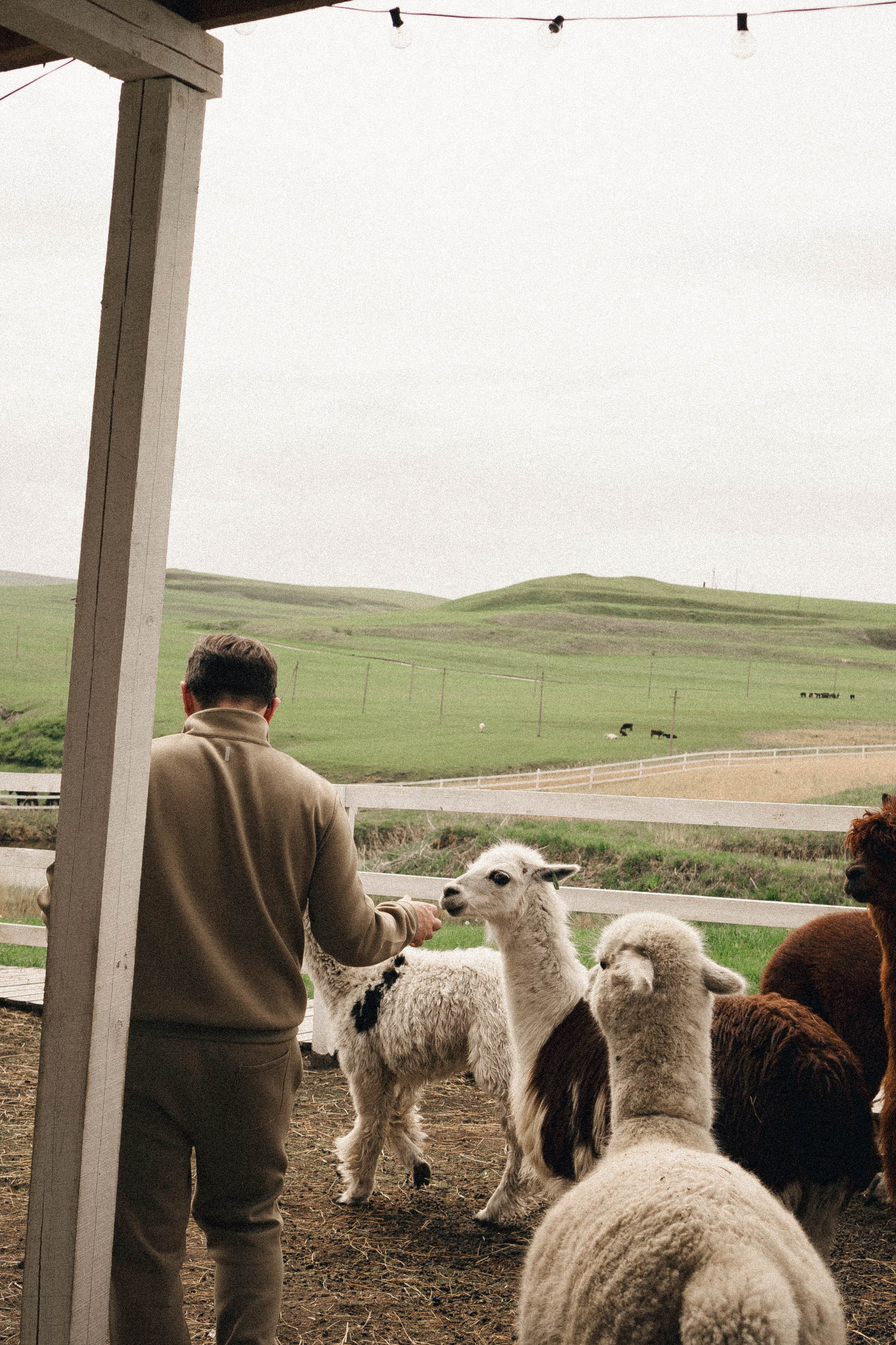 Ферма Альпак. Профессиональный фотограф, Санкт-Петербург — Виктория Богомолова