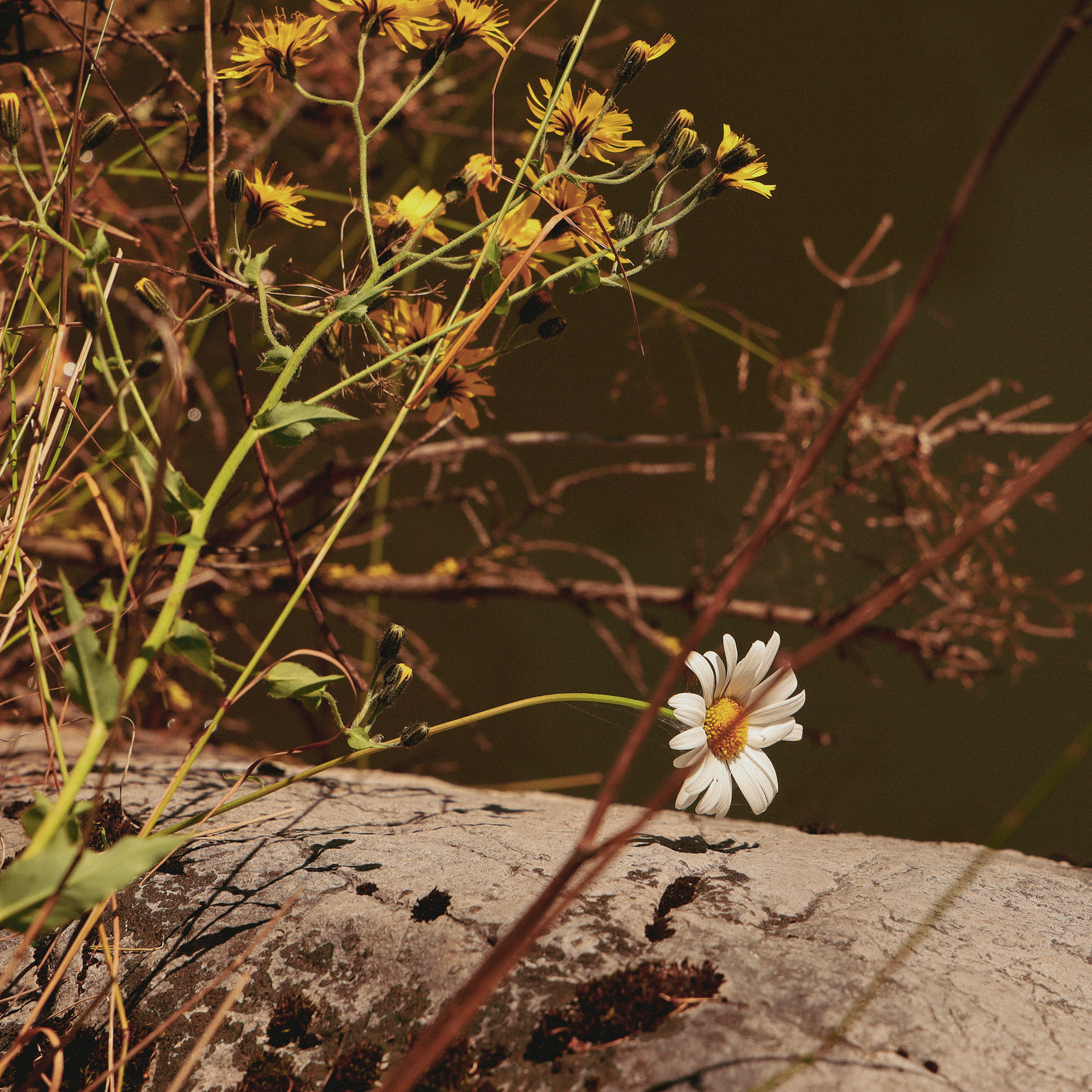 Summer hike. Фотограф/дизайнер в Екатеринбурге Хитрый Дмитрий