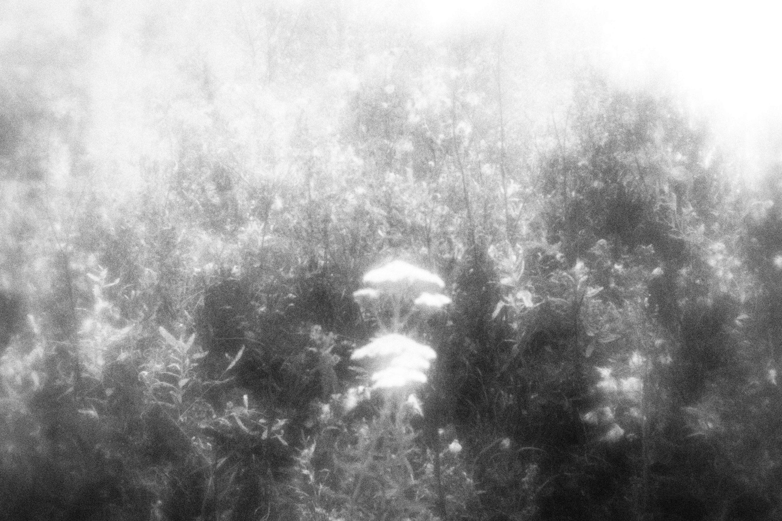 Внутривенные сны (2023)