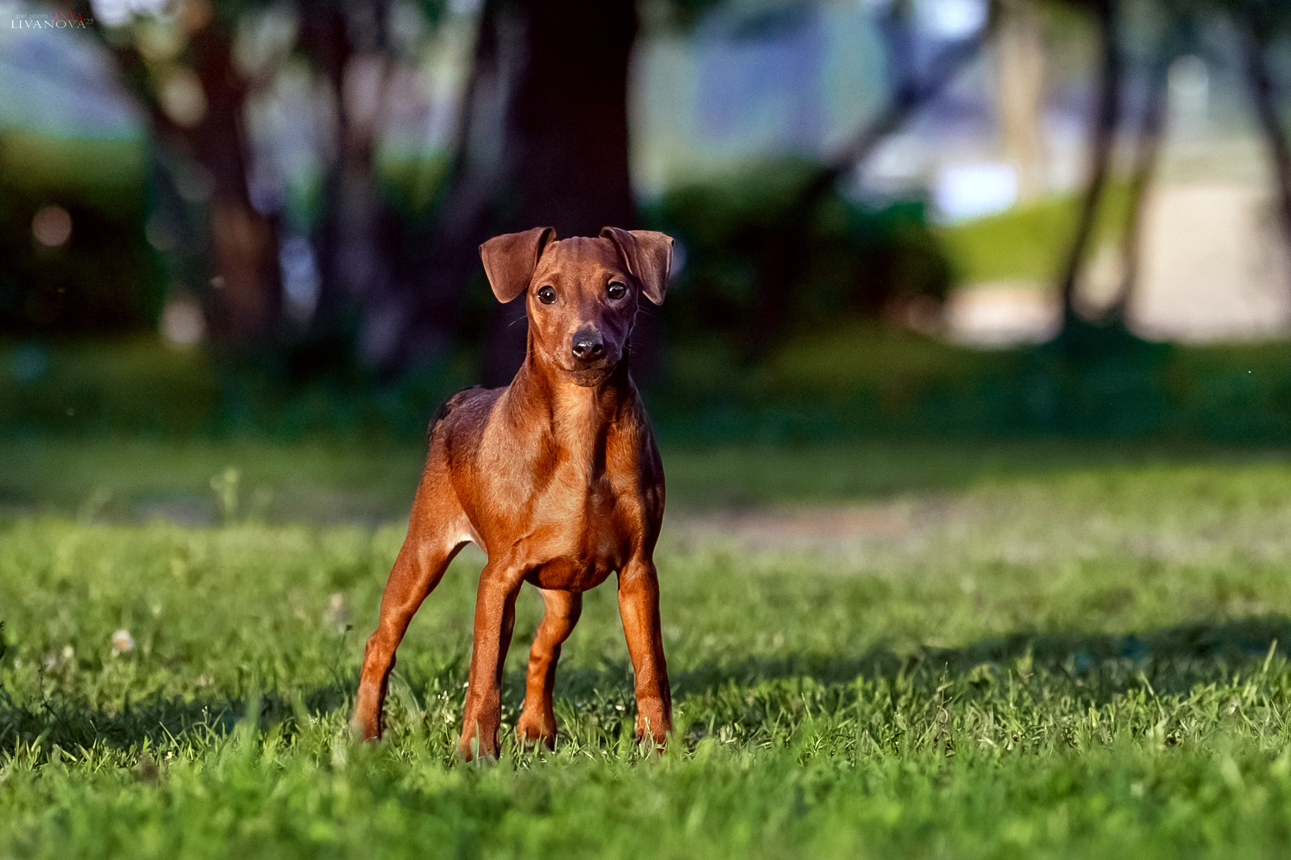 Пинчерята. Фотограф анималист Аня Ливанова | Рыбинск