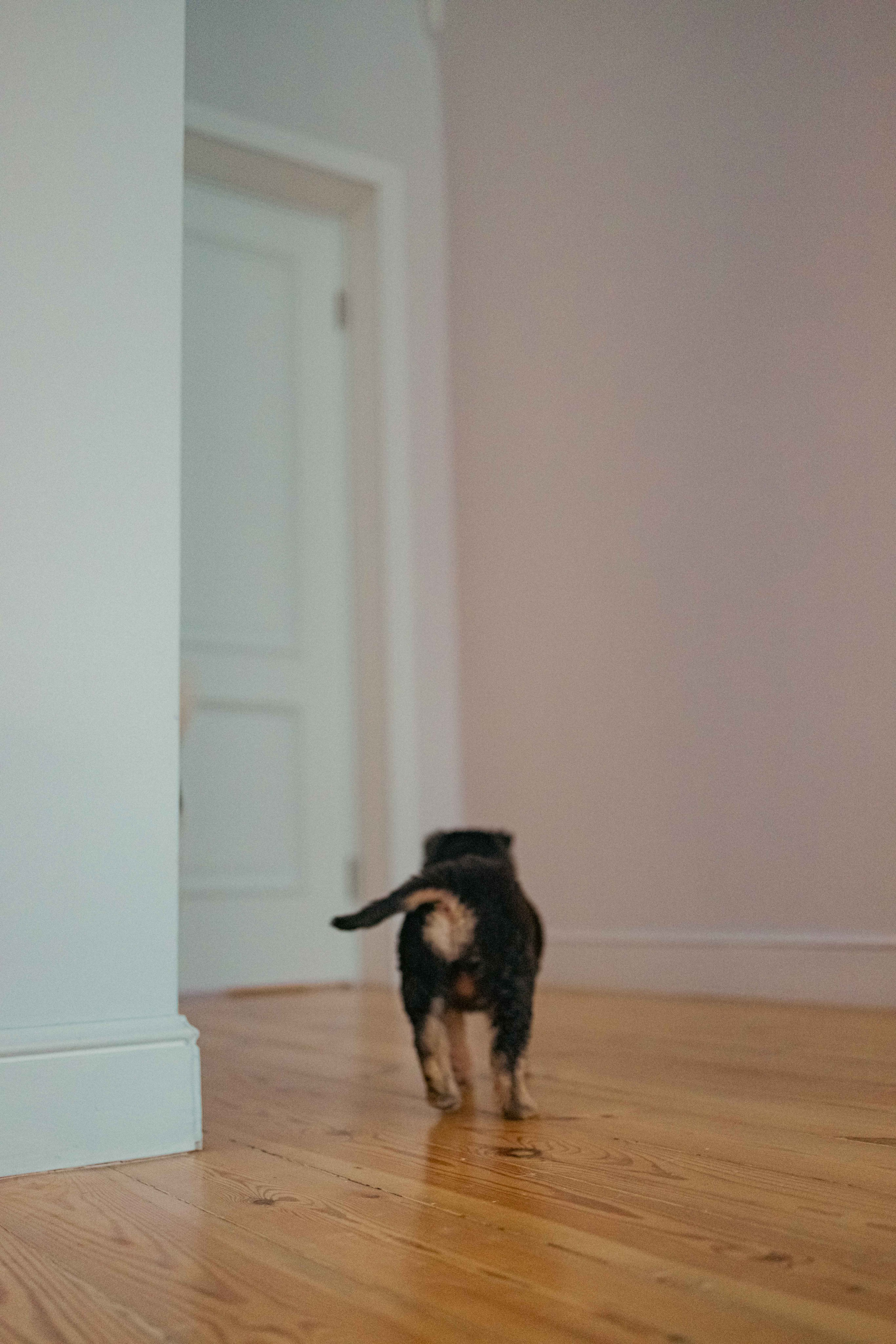 Пеппа. Фотограф-анималист в Москве Лера Черноног