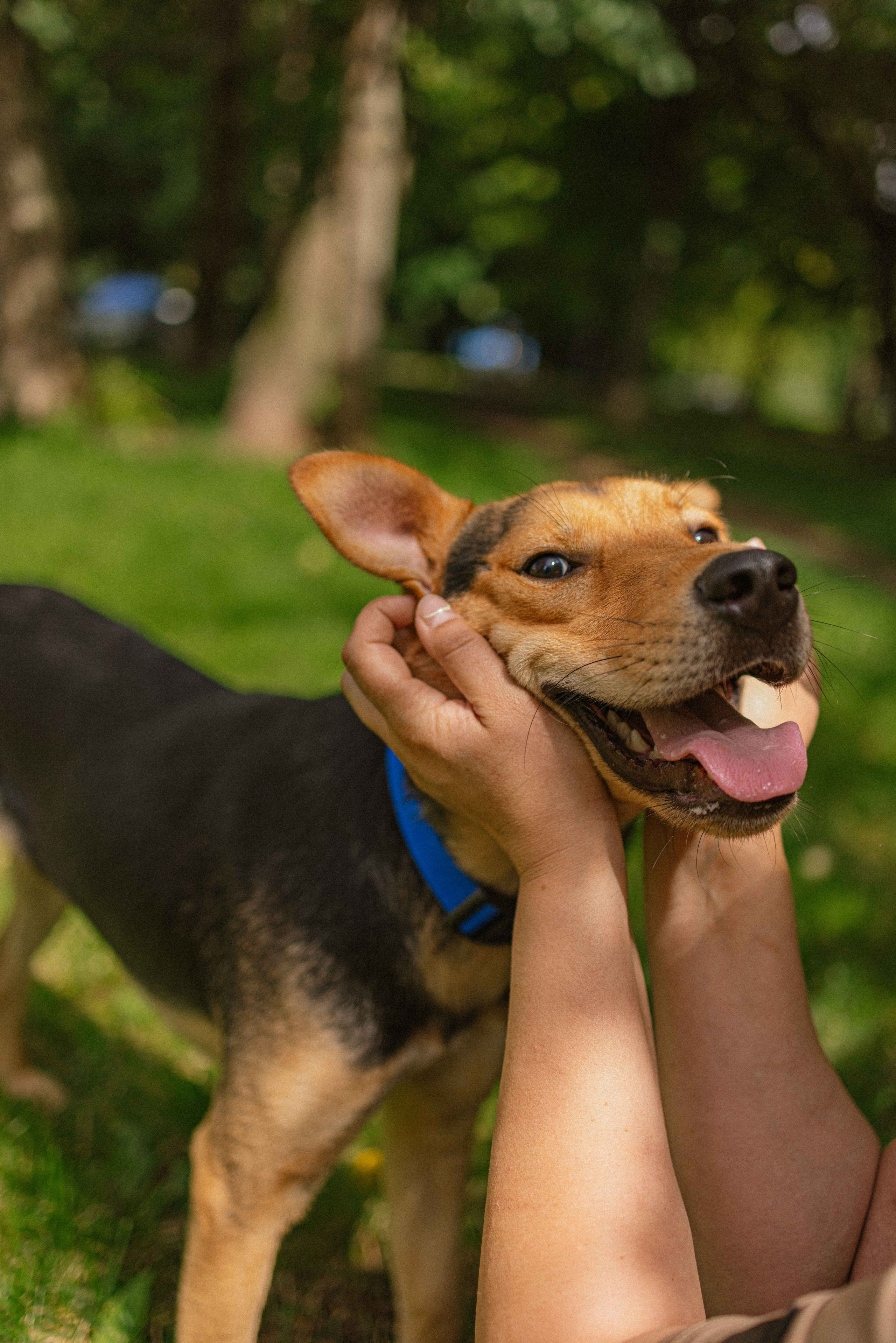 Джеки. Фотограф-анималист в Москве Лера Черноног