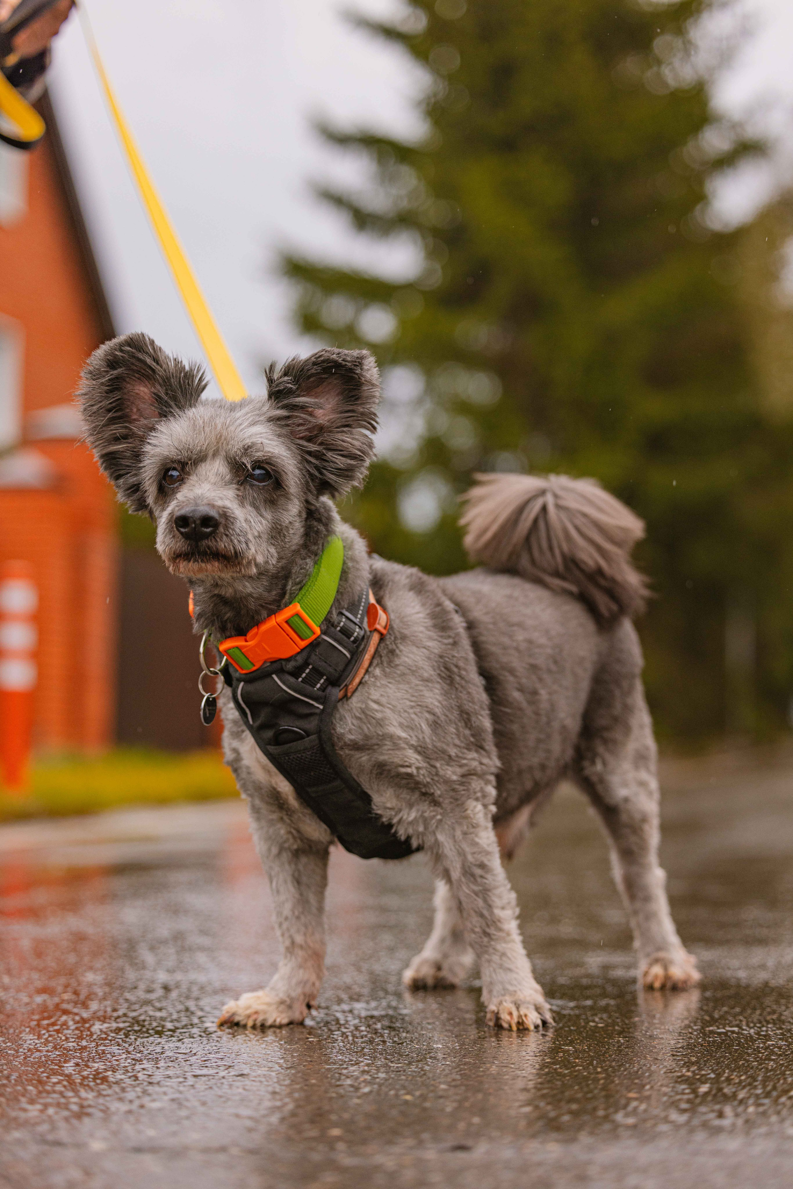 Передержка. Фотограф-анималист в Москве Лера Черноног