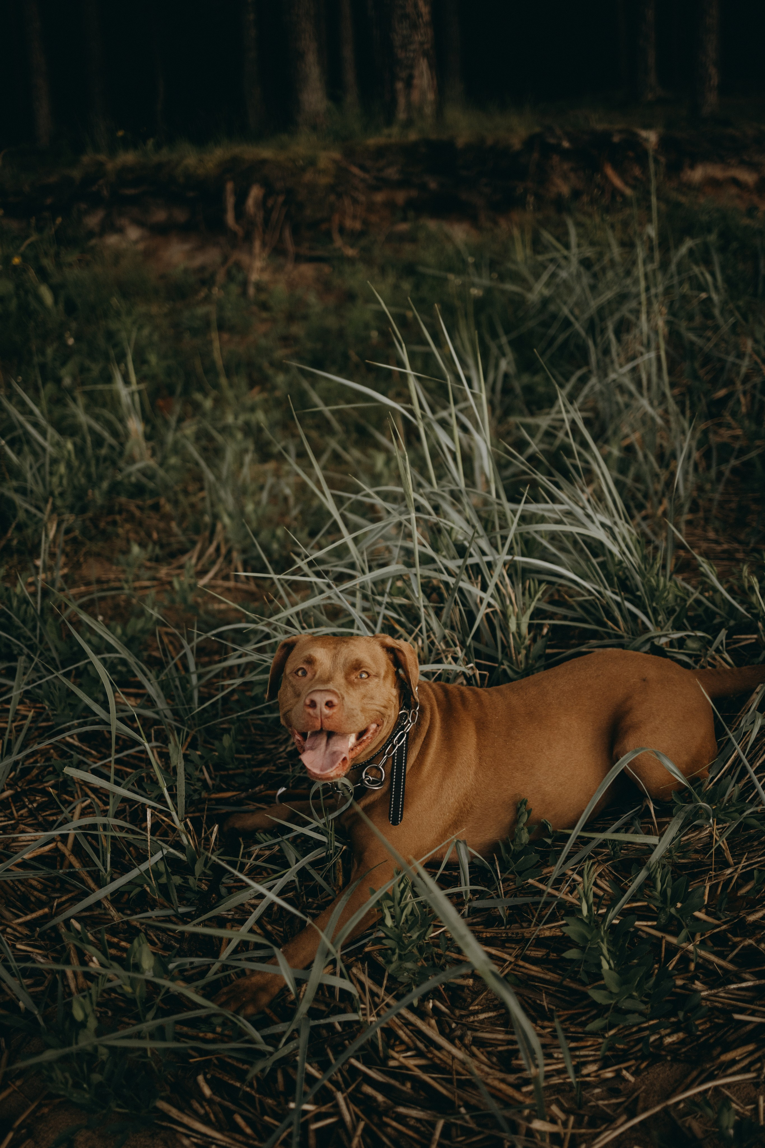 Бонни и ее семья. Фотограф — Анималист | Санкт-Петербург