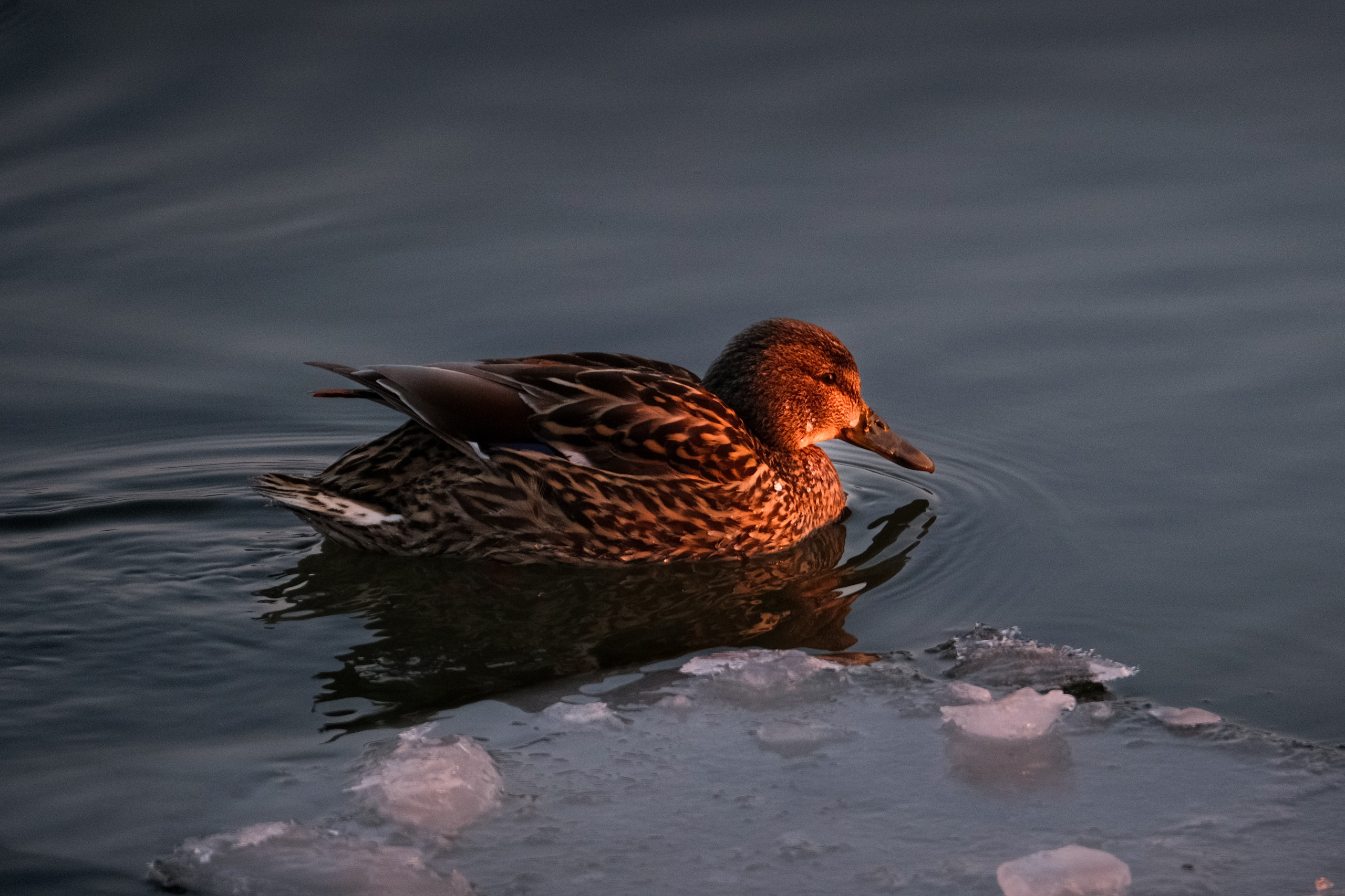 Птицы. Спортивный фотограф в Ростове-на-Дону Сергей Реусин