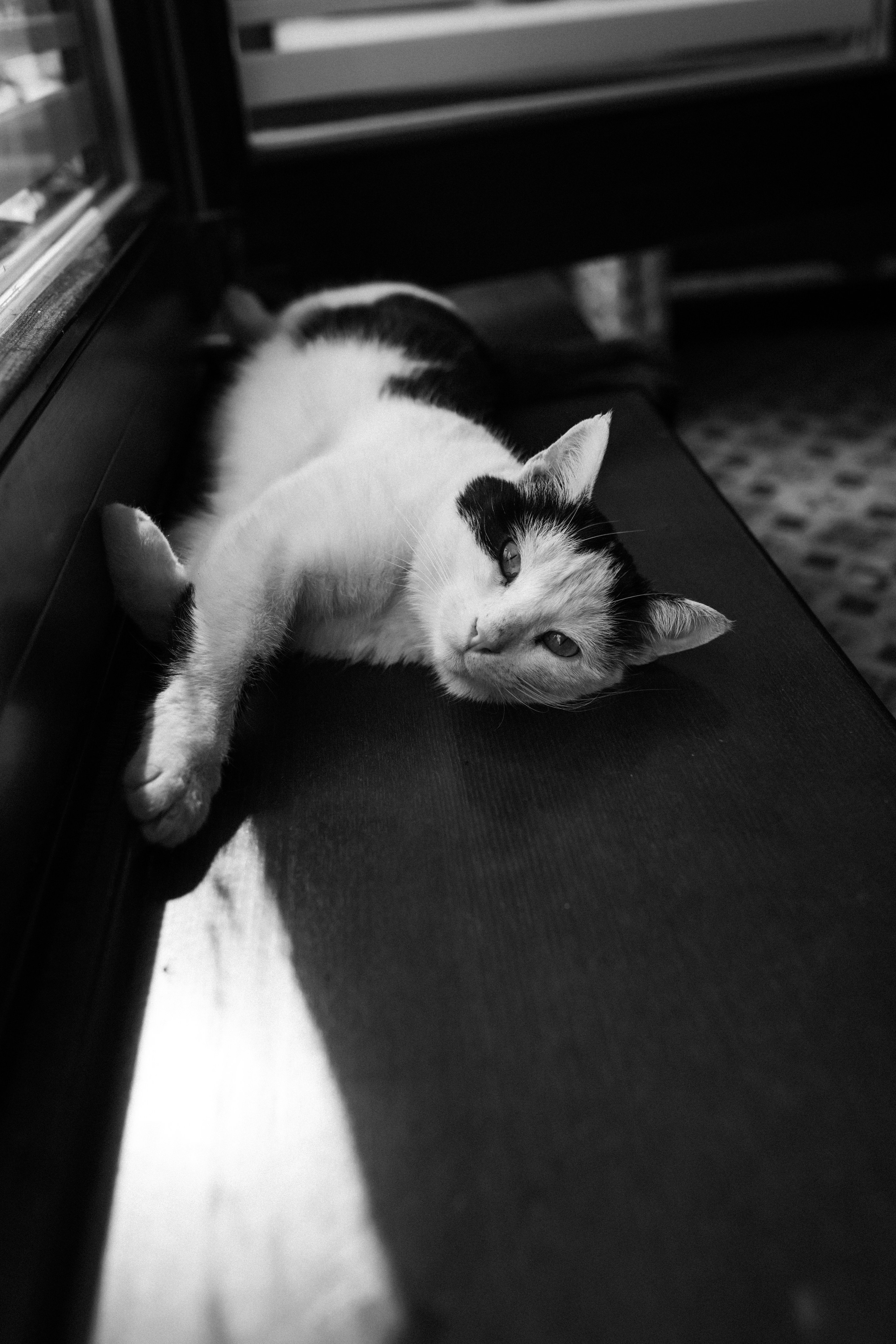 Коты Зеленоградска. Фотограф Зеленоградск Красильникова Елена