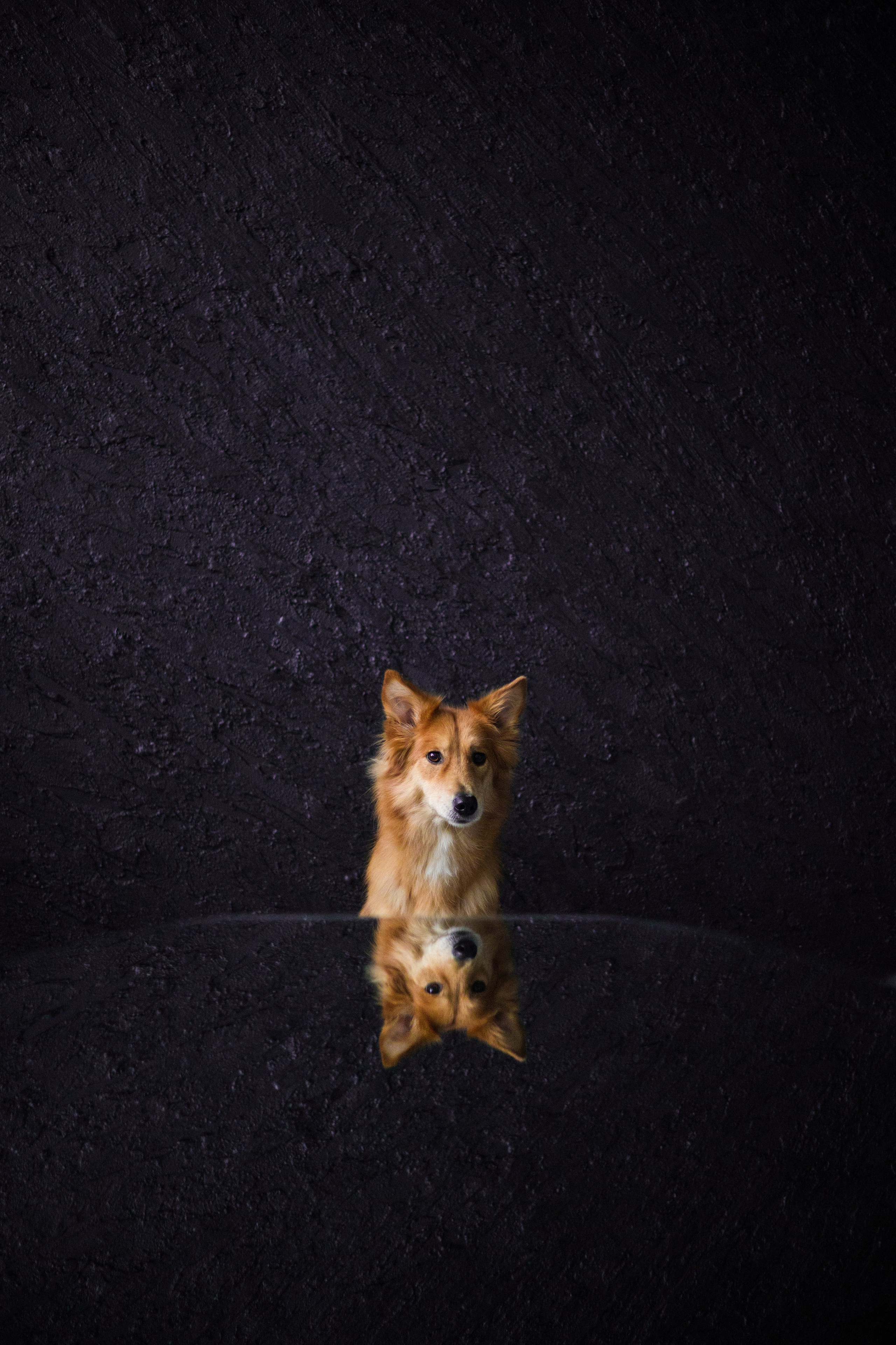 Портфолио. Фотограф-анималист в Екатеринбурге Марина Шишкина