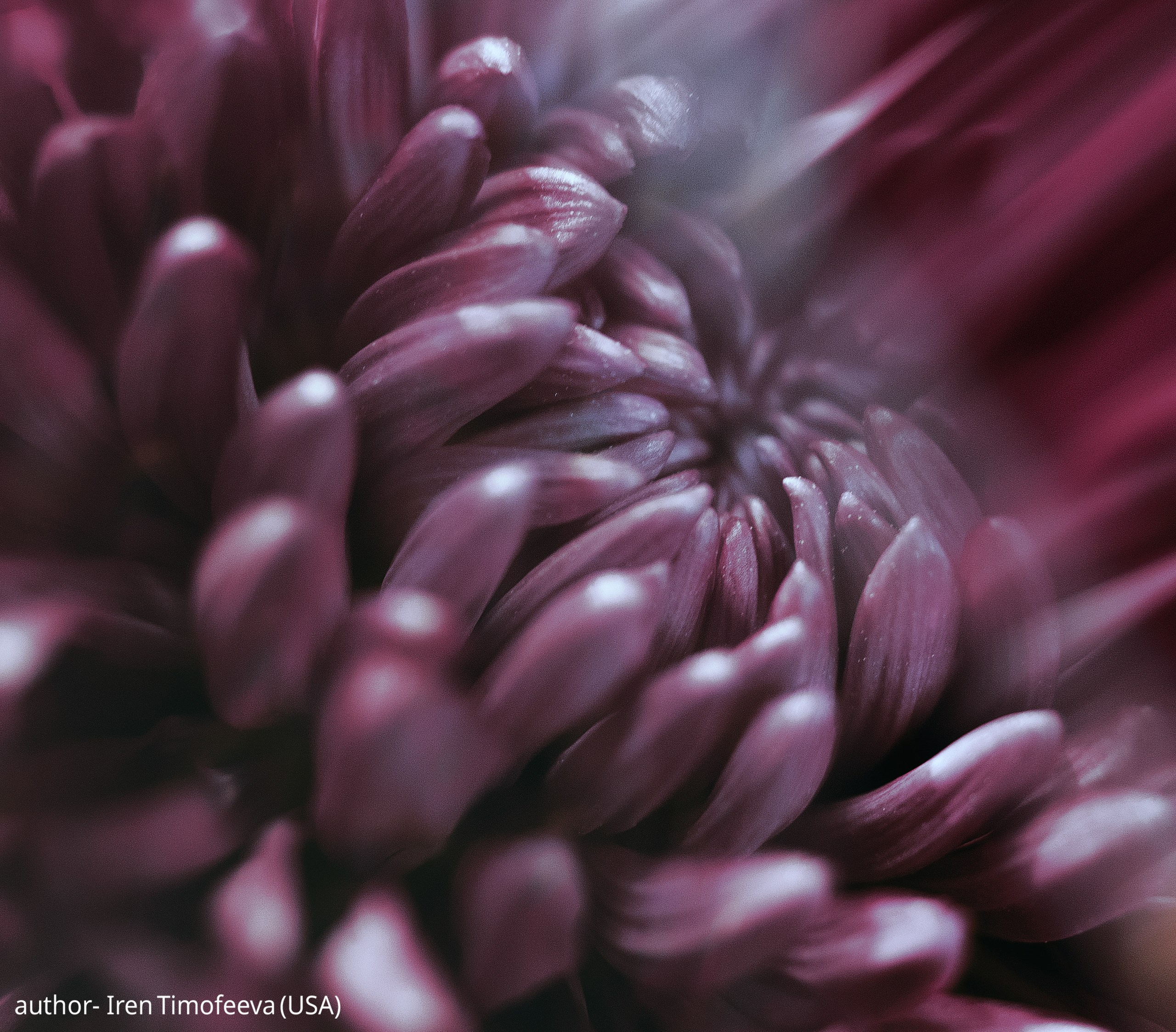 Gallery. UNUSUAL TALENT magazine