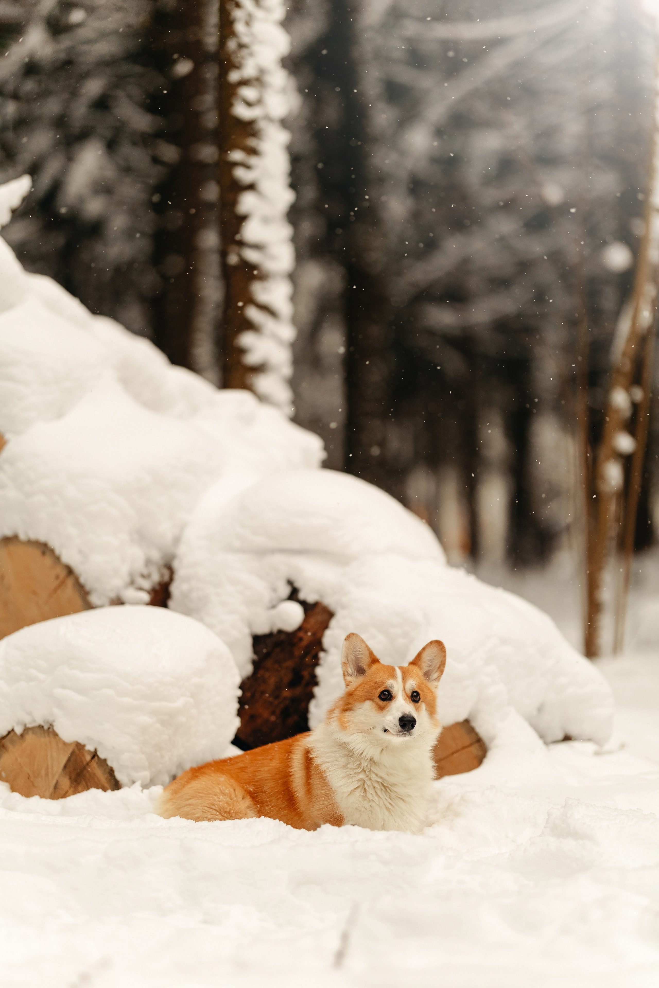 Ирина и малыш Бакс. Ирина Бешляга. Фотограф в Москве и по всей России