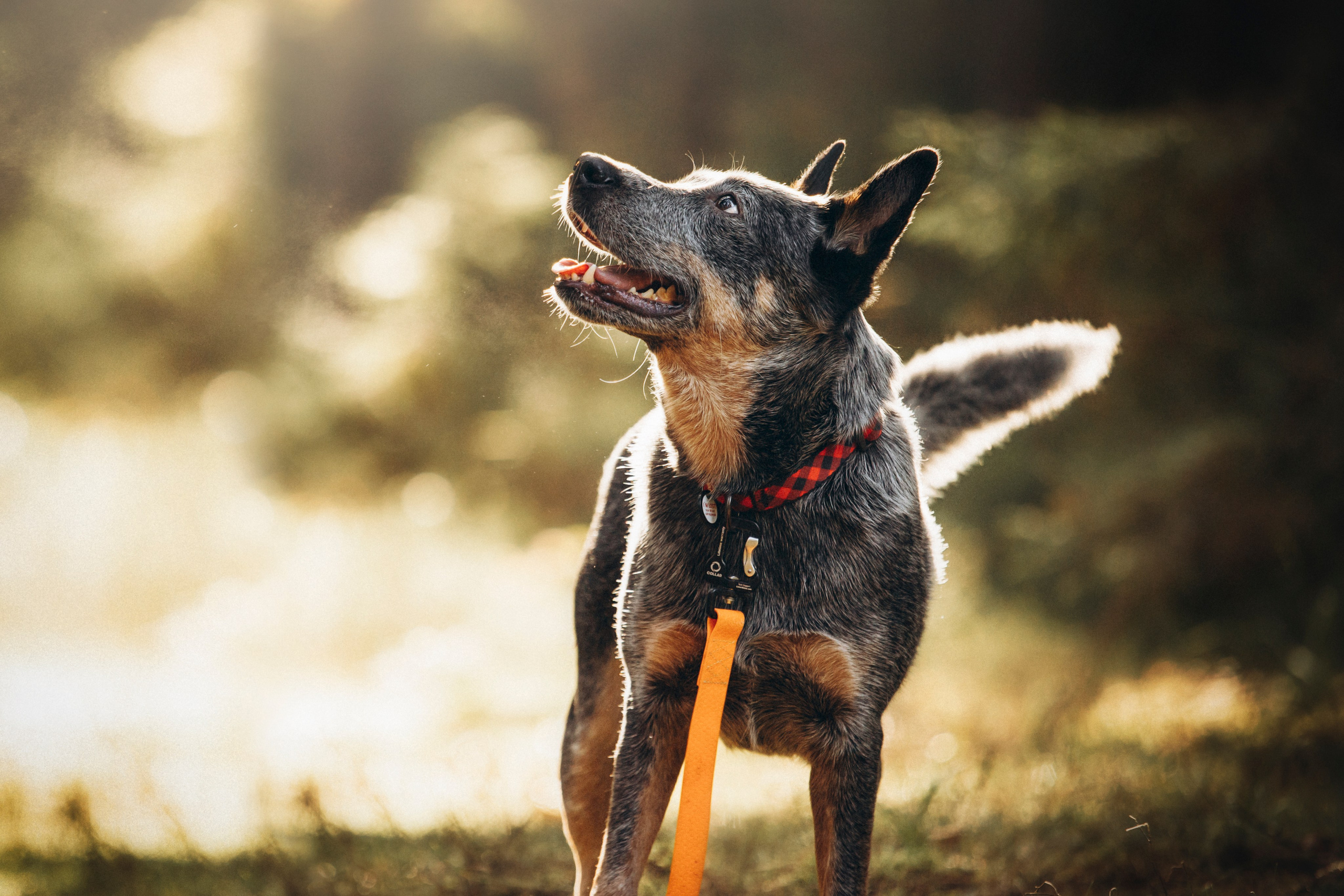 Оля и Мотечка. Фотограф — Анималист | Санкт-Петербург