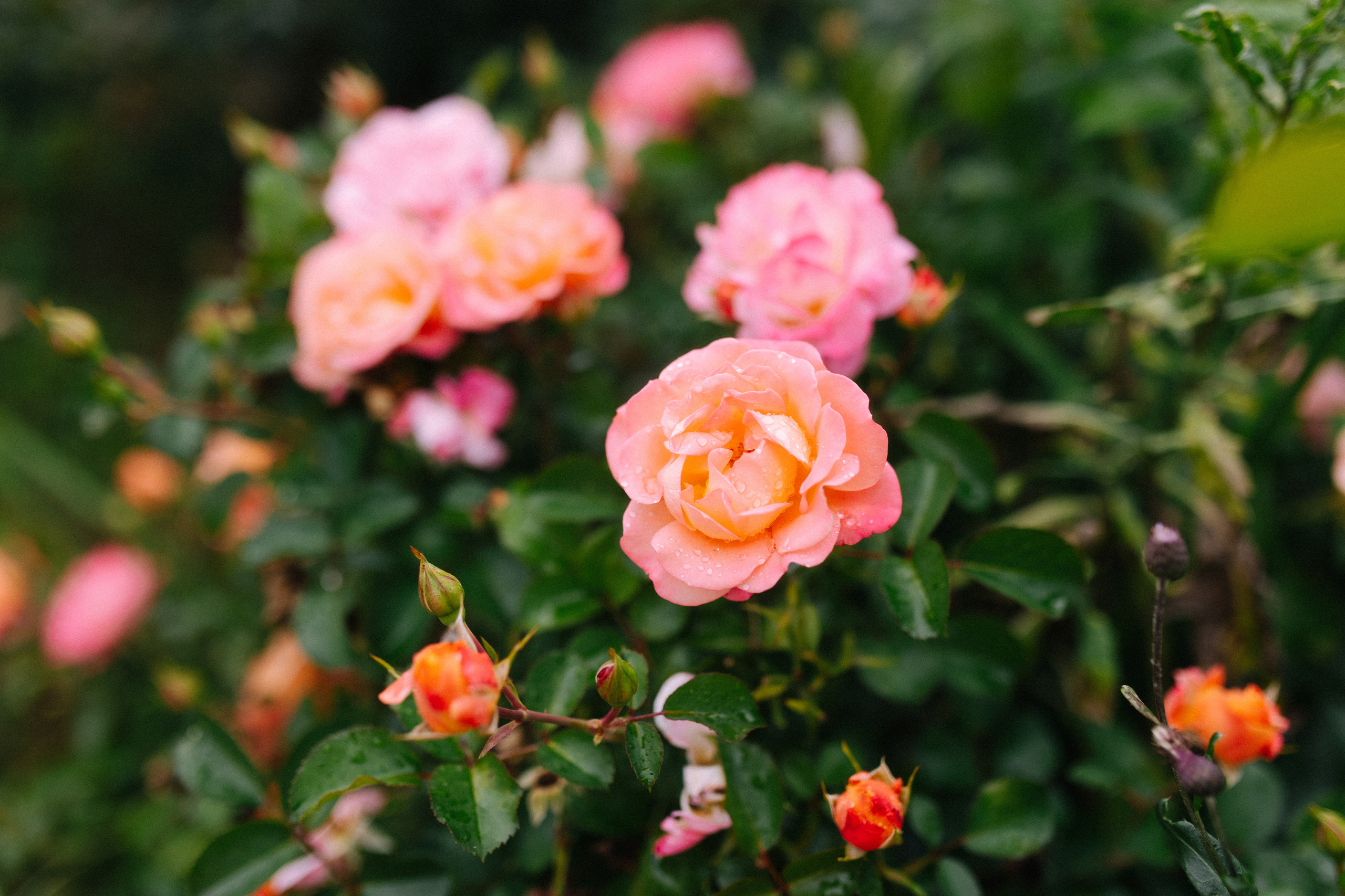 September. Фотограф │ Злата bombezno │ Москва