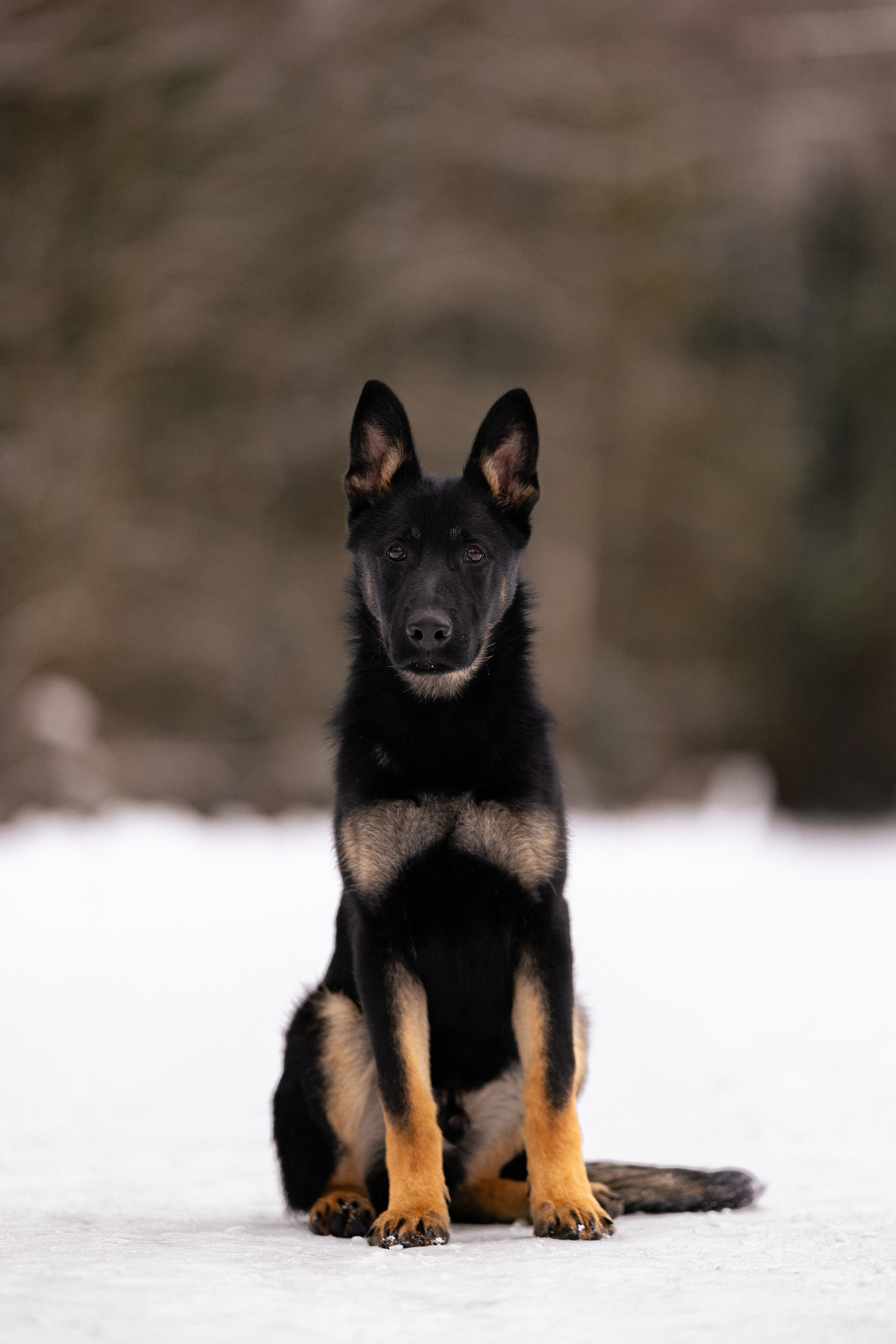 Немецкая овчарка. Фотограф и видеограф анималист Аганина Дарья