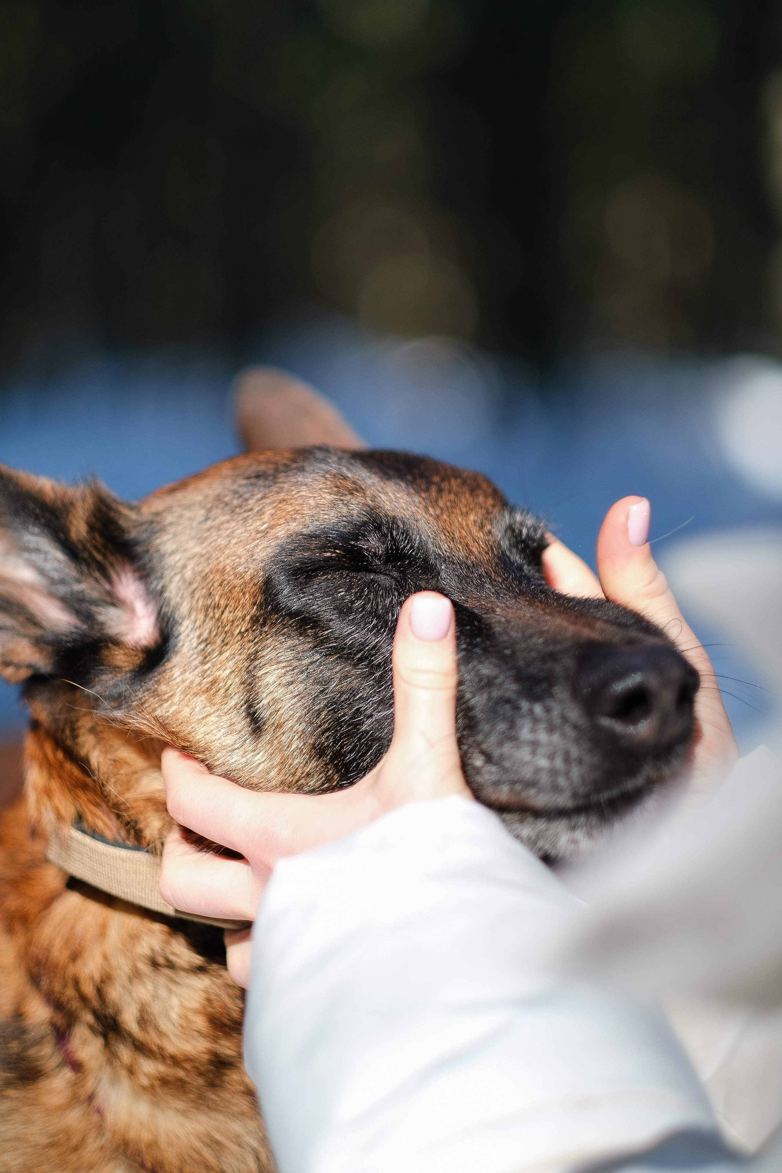 Женя, Афра и Молли. Фотограф и видеограф анималист Аганина Дарья
