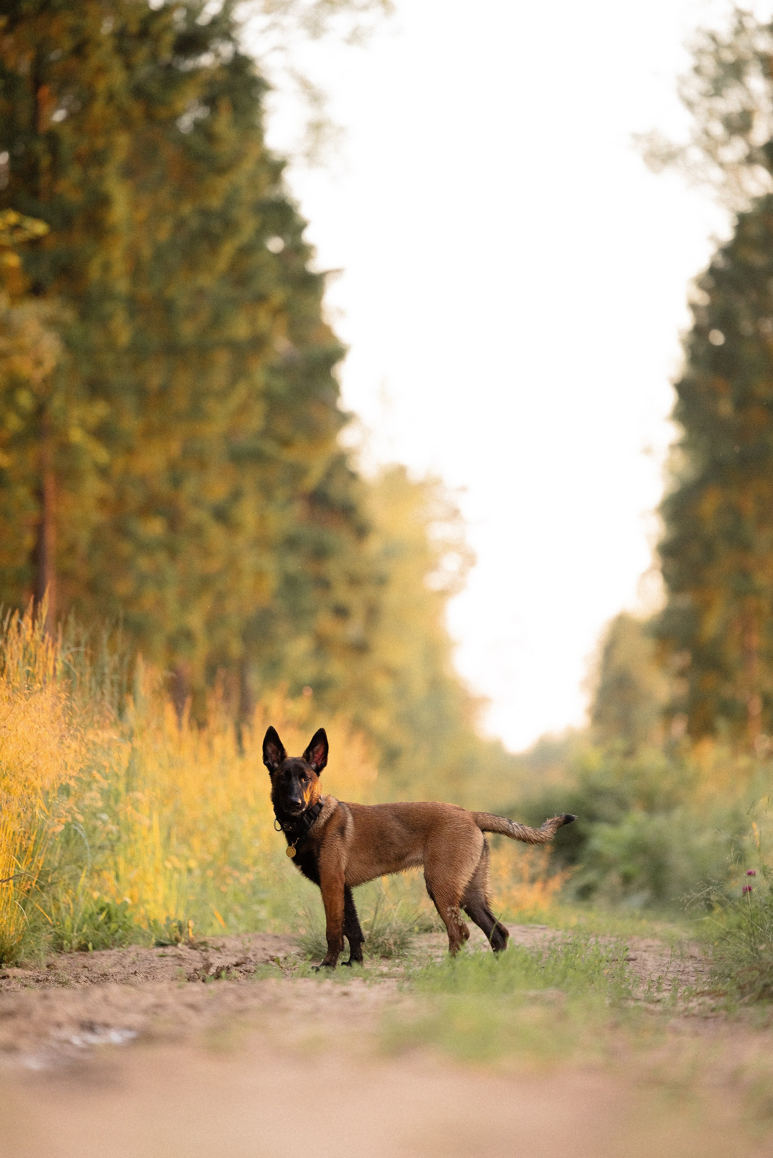 Галина и Лоя. Фотограф и видеограф анималист Аганина Дарья