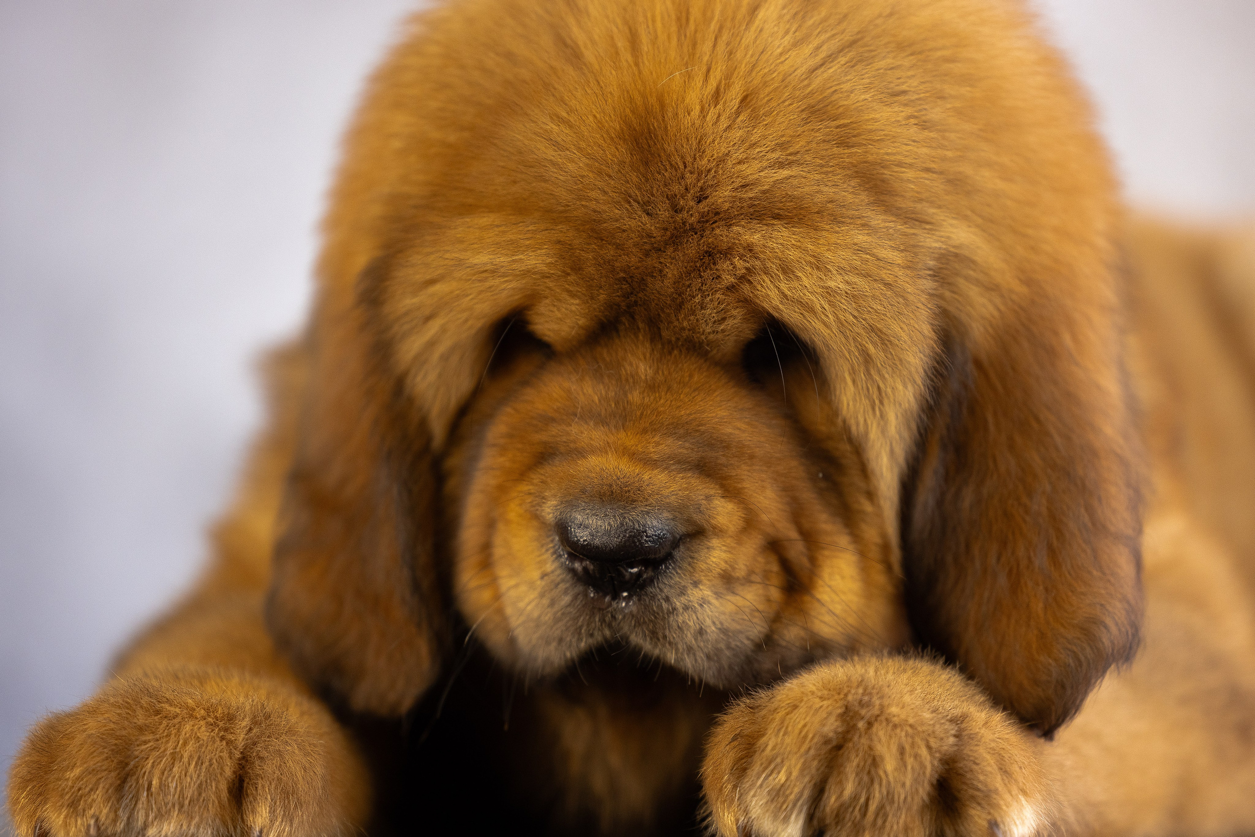 Тибетский мастиф. Фотограф и видеограф анималист Аганина Дарья