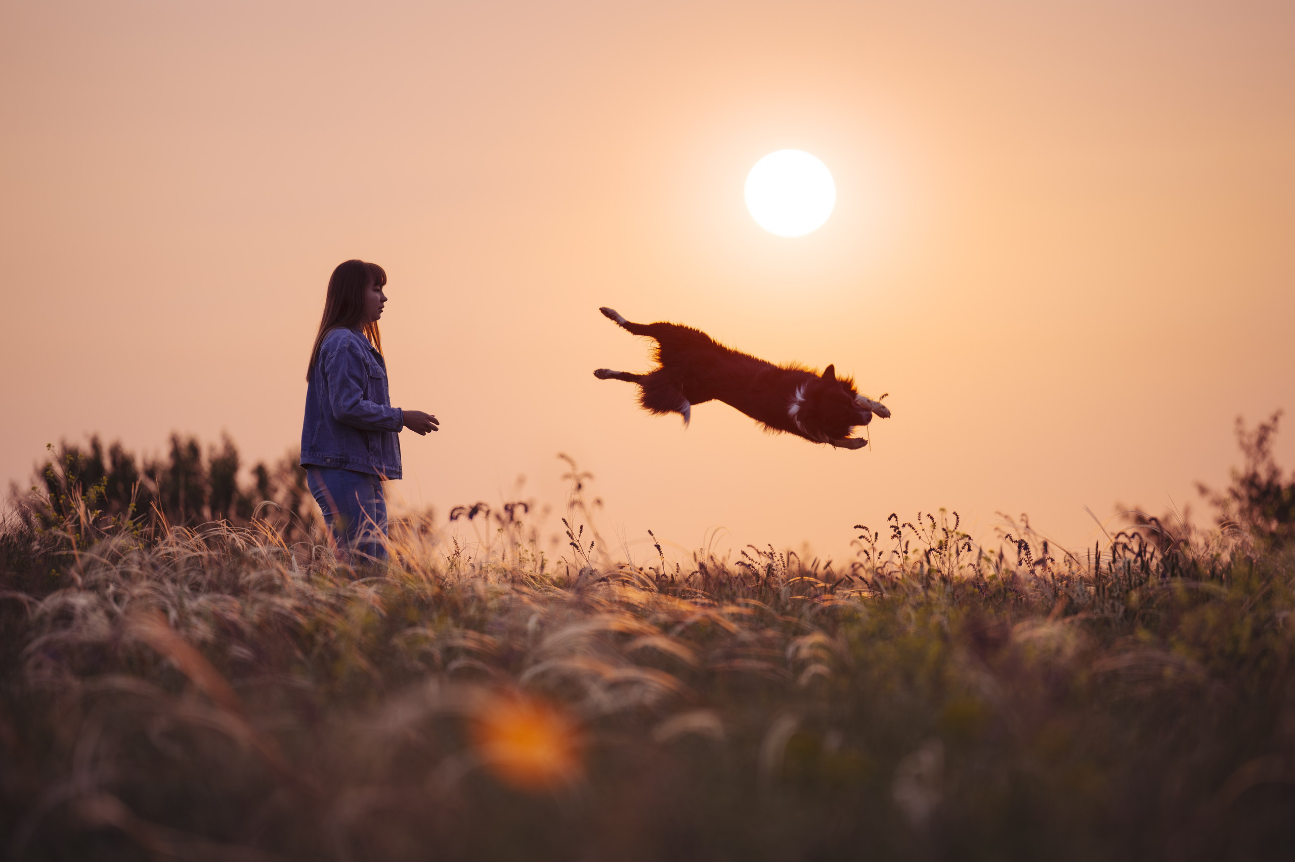 Прогулка на рассвете с бордер-колли. Фотограф в Ростове —на — Дону