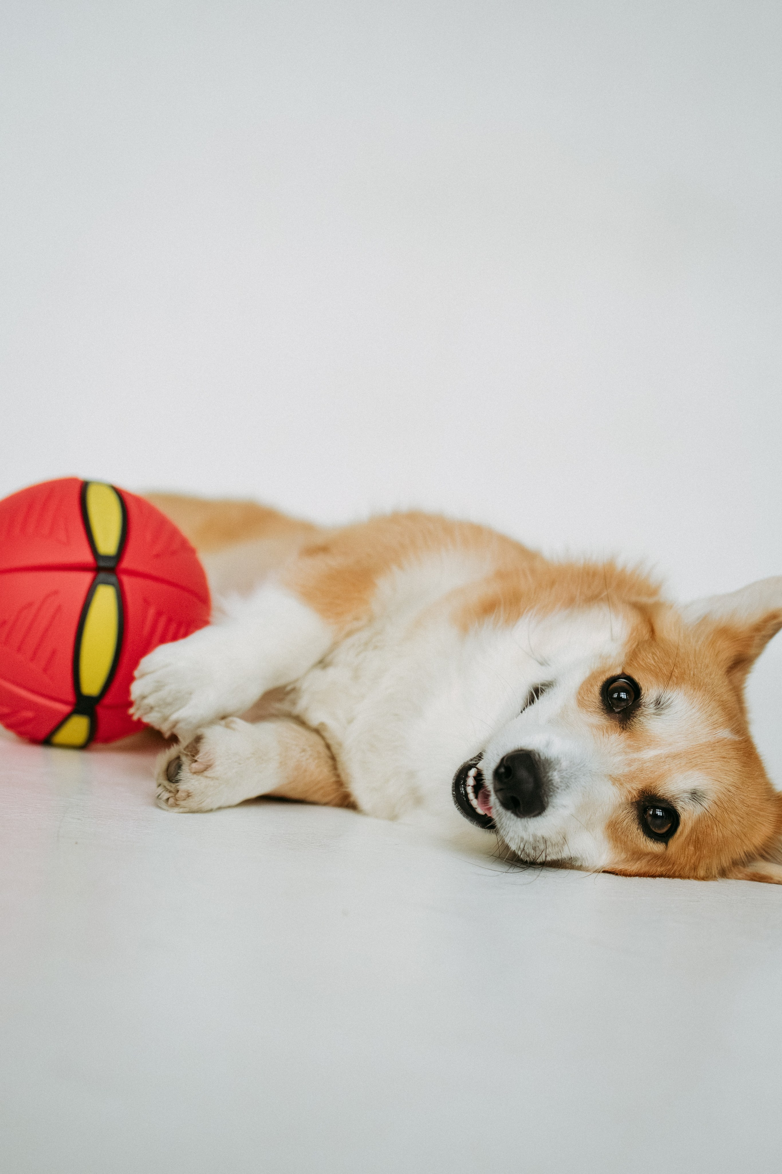 Мячи-попрыгуны. Фотораф — анималист Мария Шистка