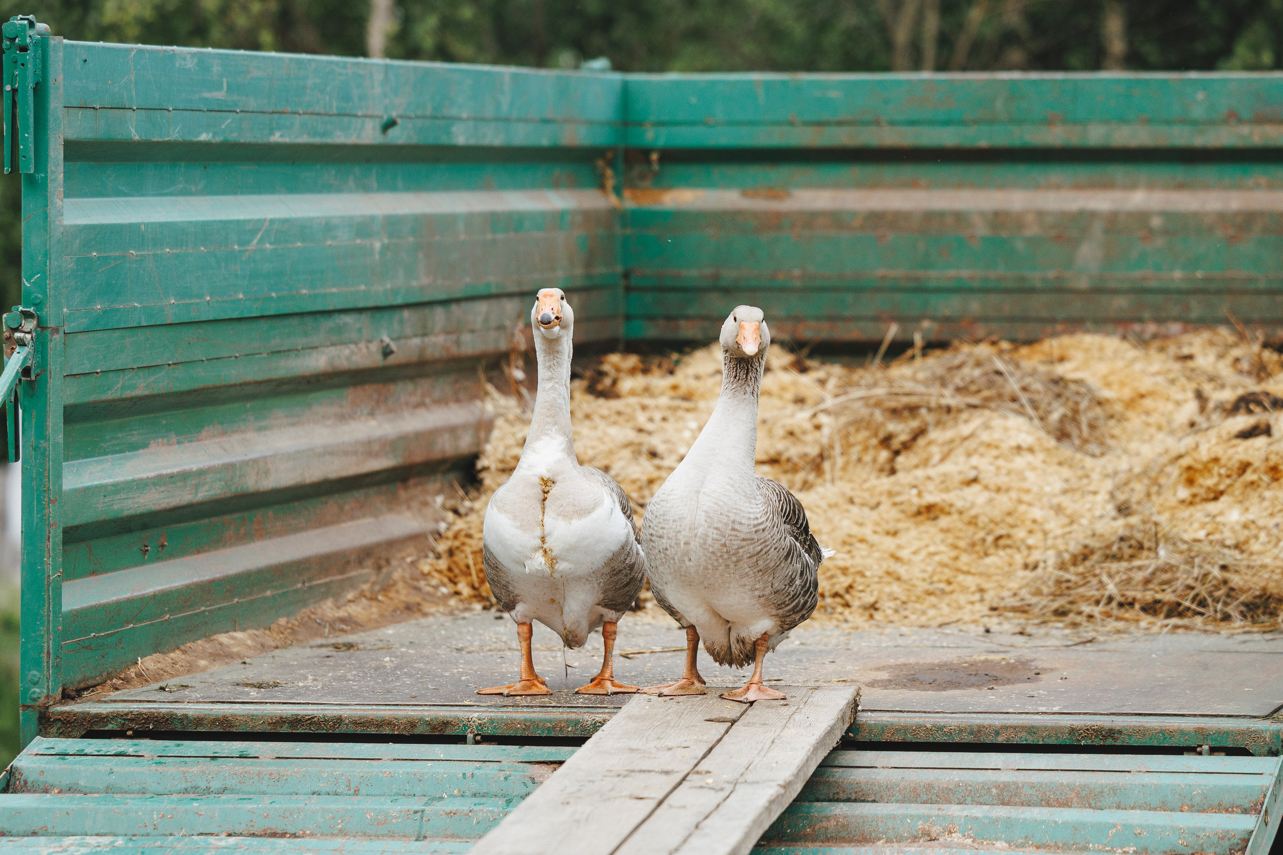 Керро поле. Фотограф-анималист Анна Маринич