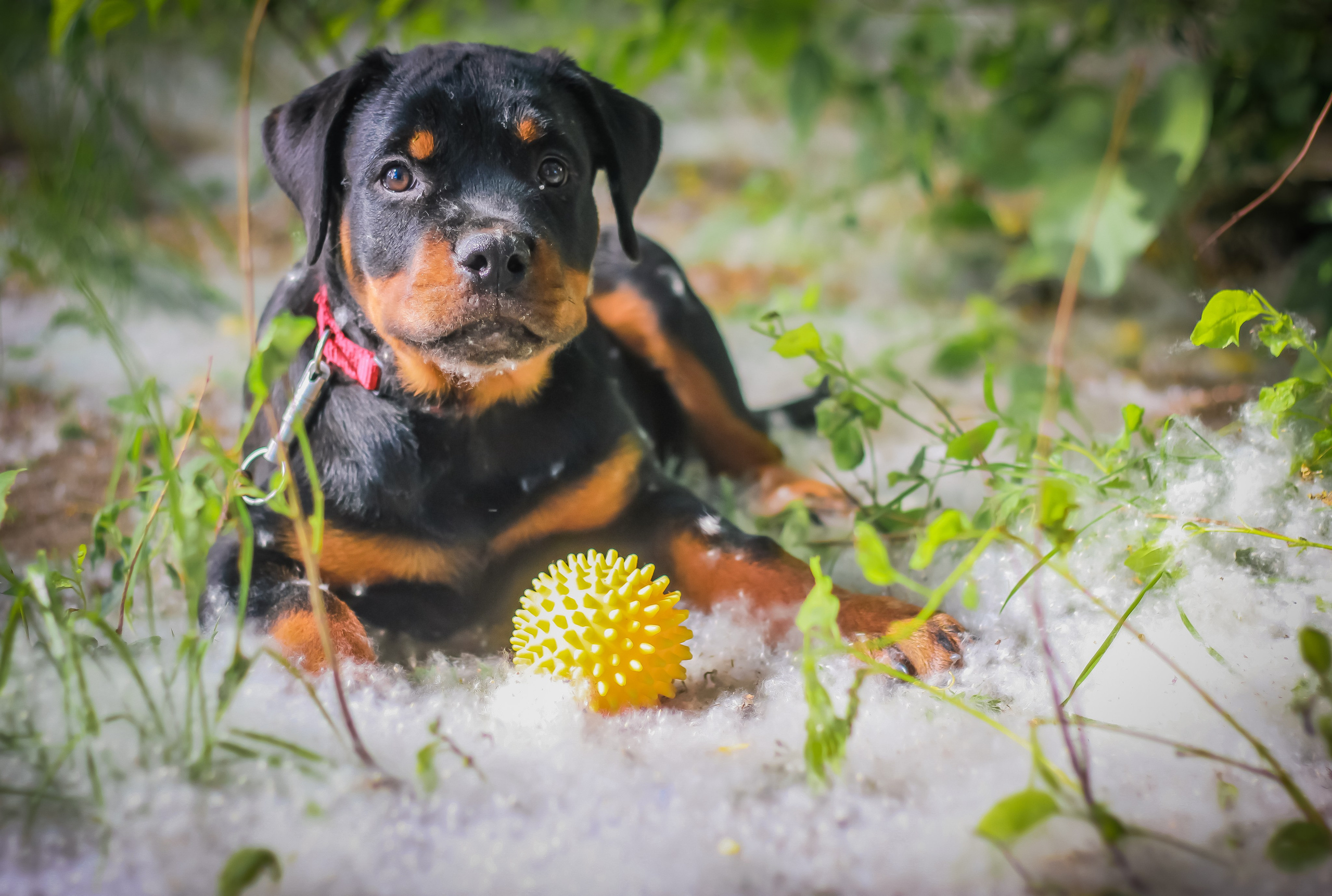 Животные. Авторские туры с профессиональным фотографом