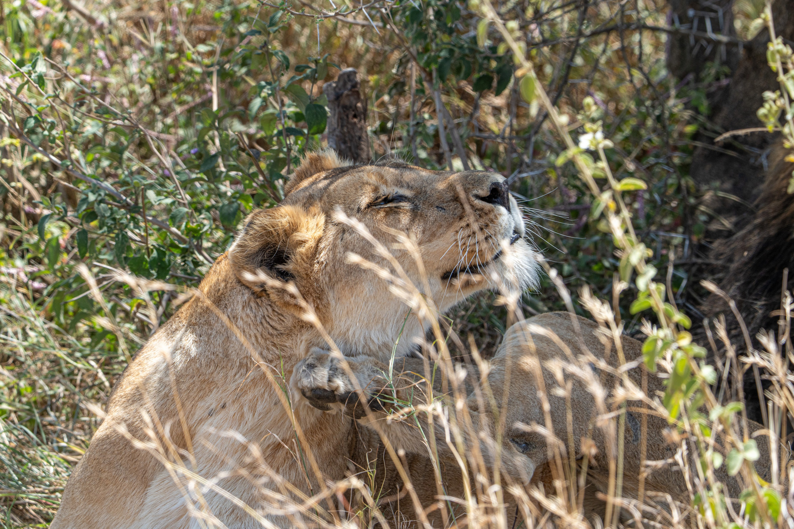 Танзания, сафари, 2025. Творческие сьемки