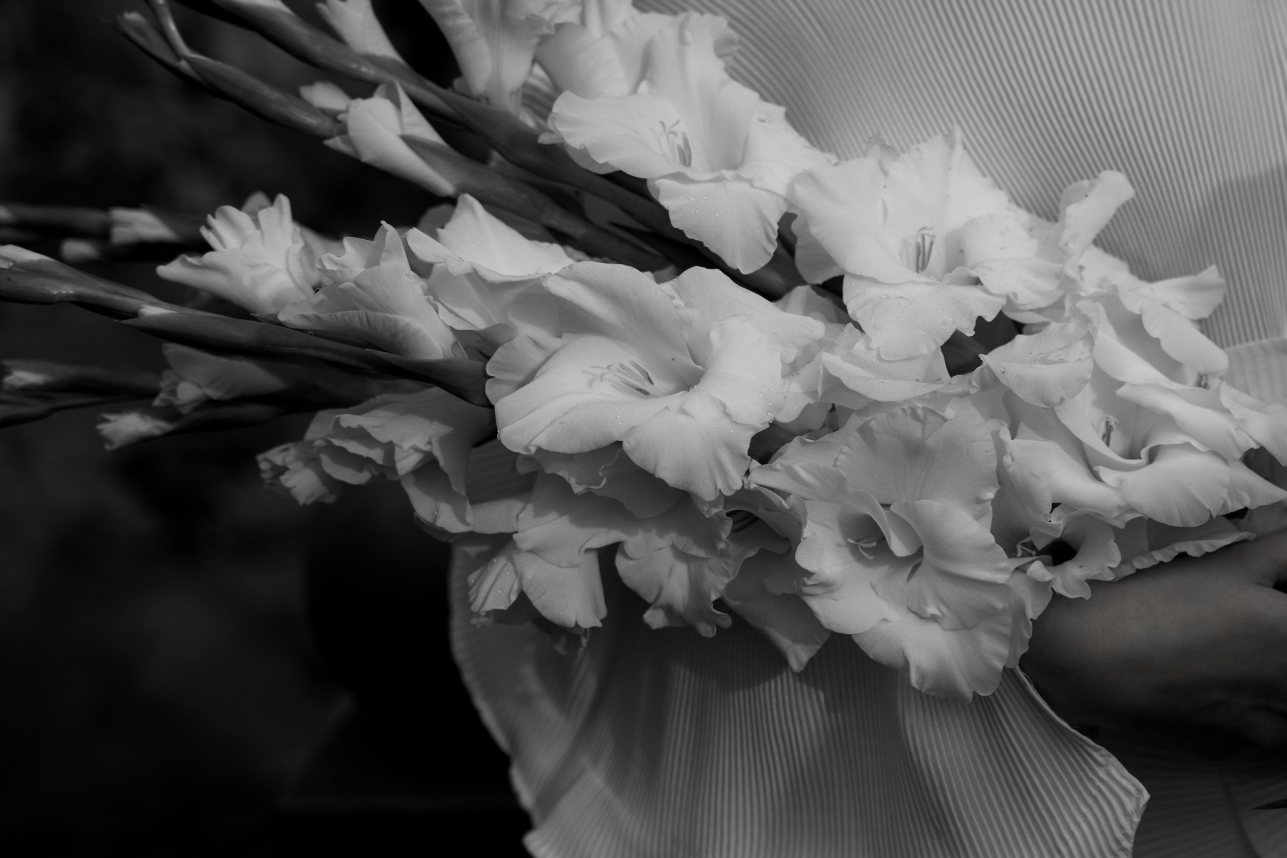 G+Q. Свадебный фотограф Каледич Тимофей