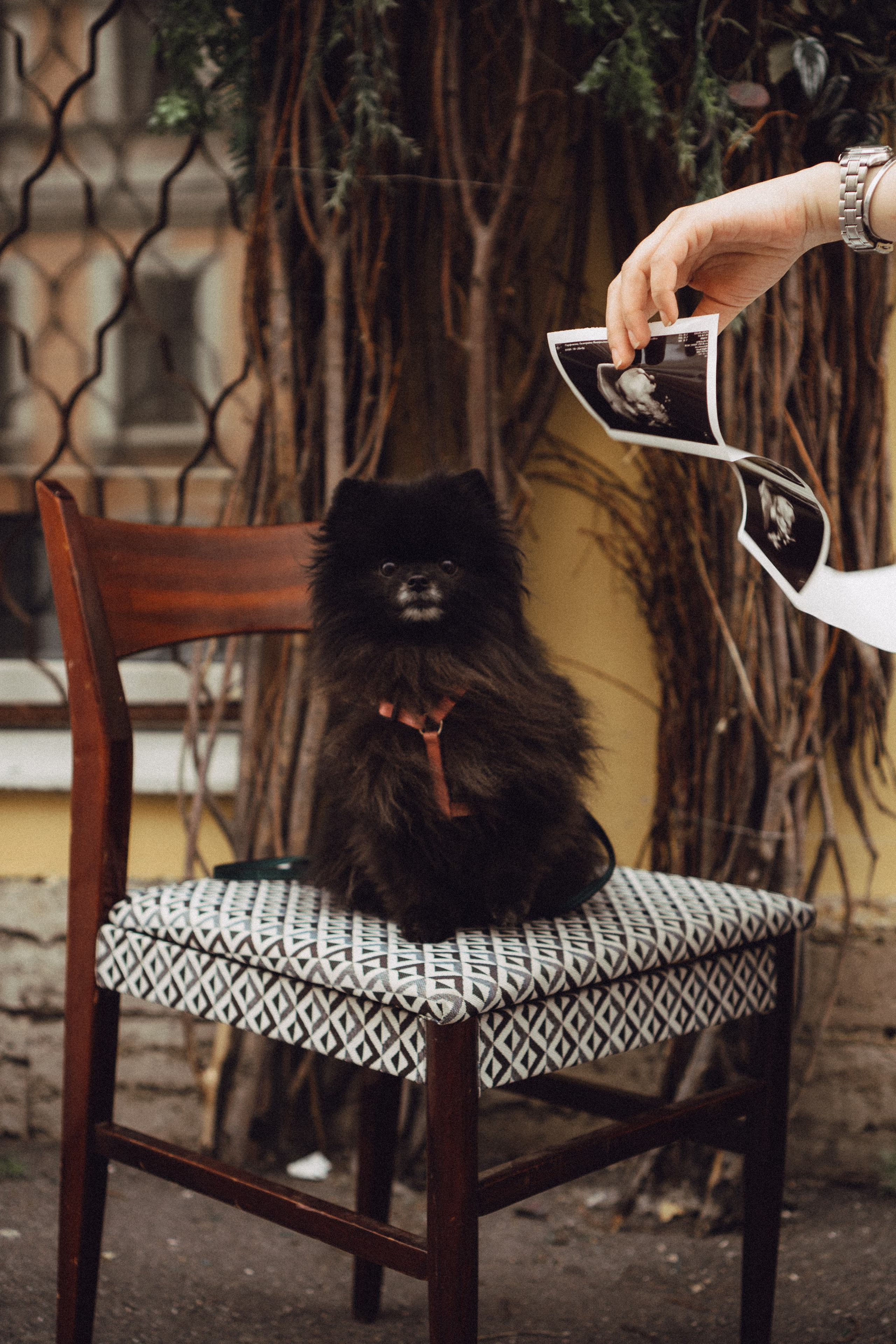 Беременность (только часть фото по желанию клиентов могу показать)). Профессиональный фотограф, Санкт-Петербург — Виктория Богомолова