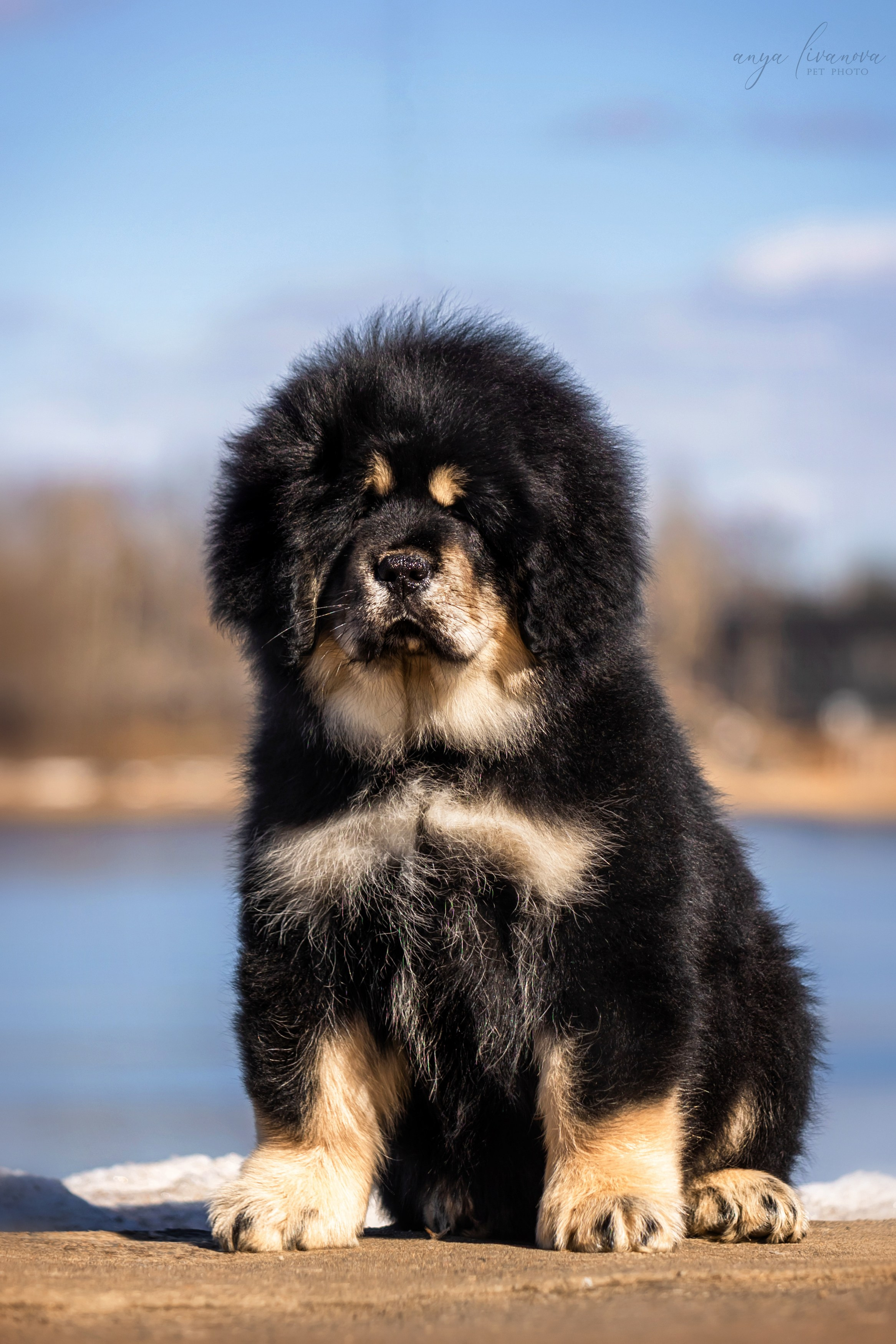 Тибеты. Фотограф анималист Аня Ливанова | Рыбинск